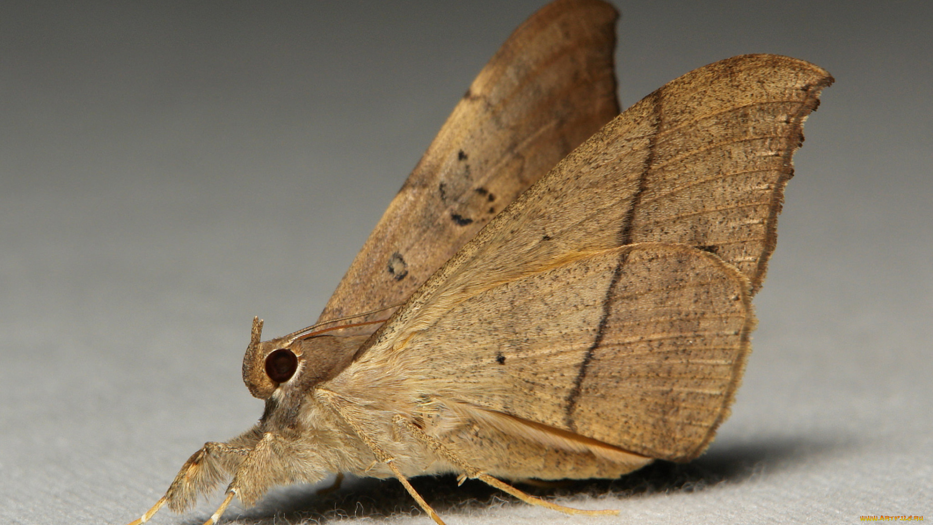 животные, бабочки, , мотыльки, , моли, itchydogimages, макро, моль, крылья