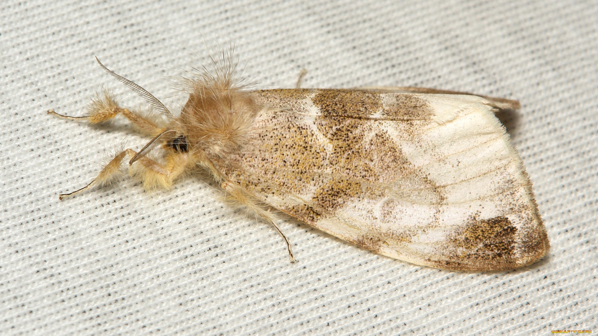 животные, бабочки, , мотыльки, , моли, itchydogimages, макро, вязаное, полотно, моль, крылья