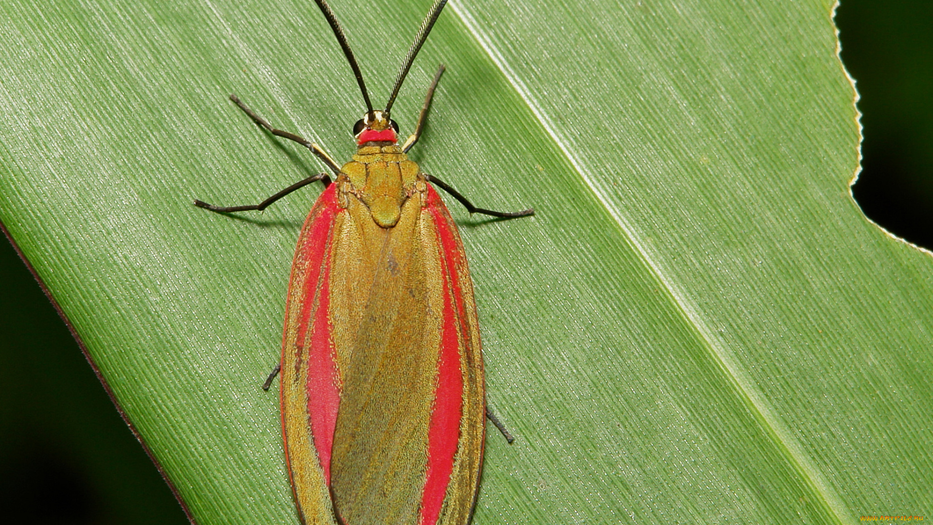 животные, бабочки, , мотыльки, , моли, itchydogimages, макро, моль, крылья, усики, узор