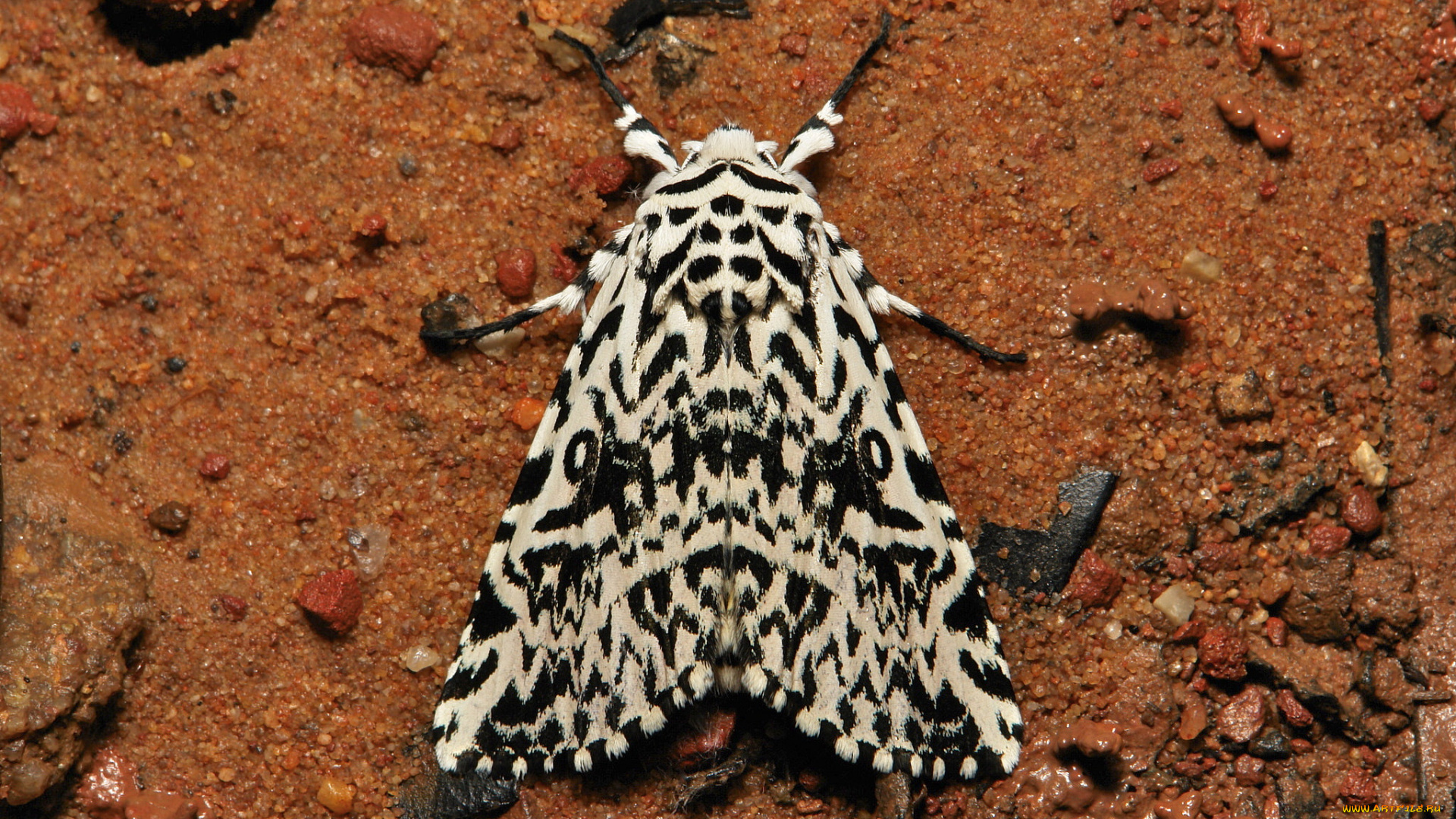 животные, бабочки, , мотыльки, , моли, itchydogimages, макро, моль, крылья, усики, узор