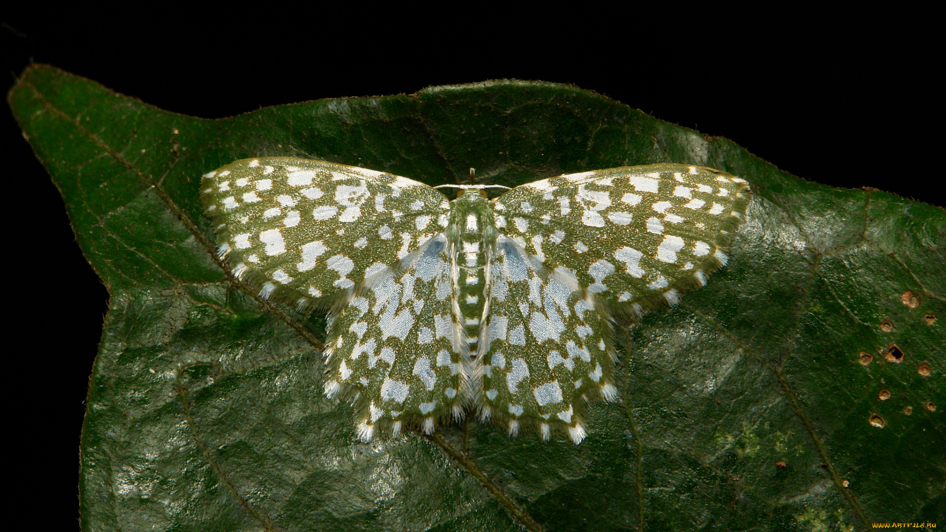 животные, бабочки, , мотыльки, , моли, itchydogimages, макро, моль, бабочка