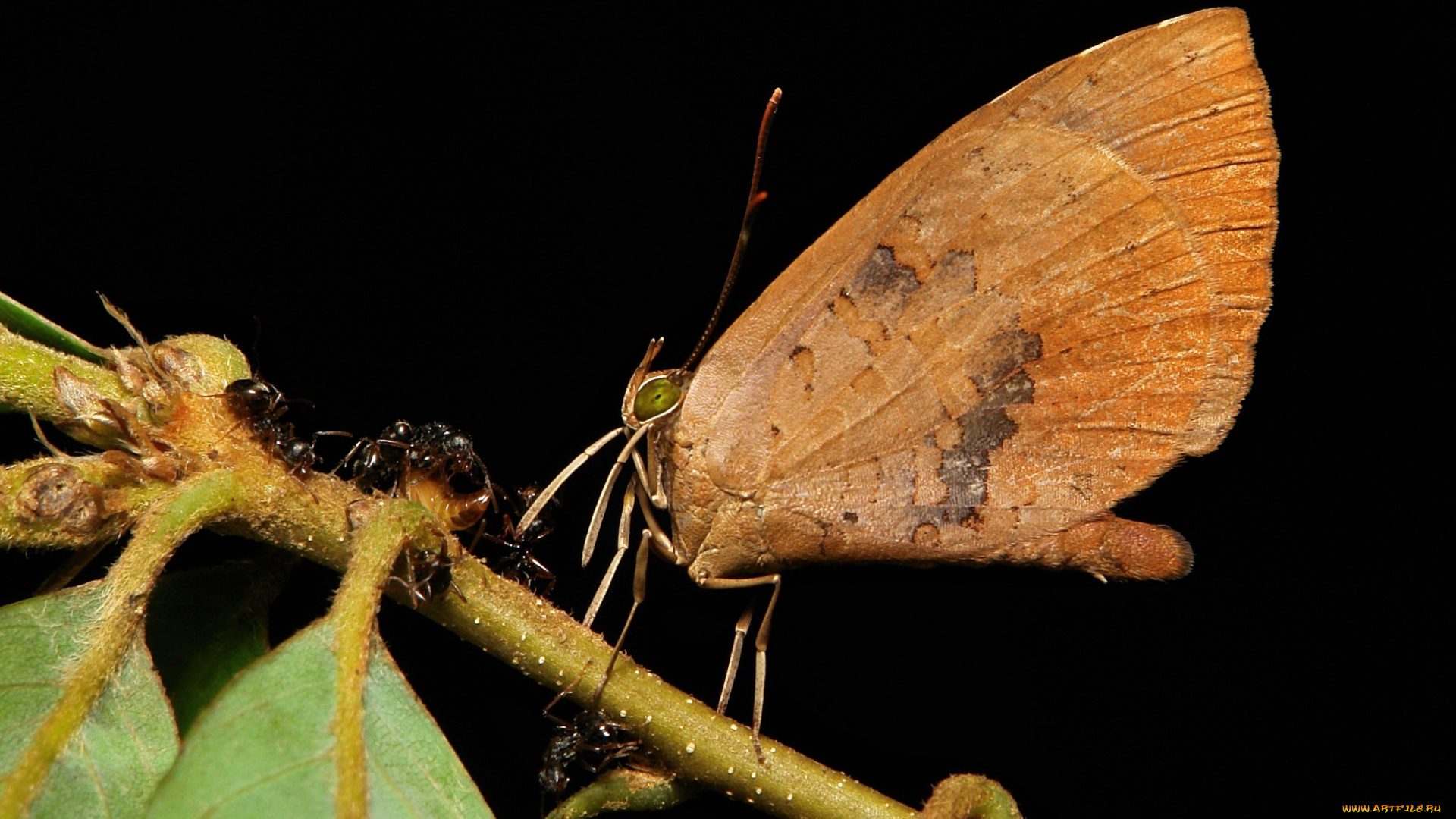 животные, бабочки, , мотыльки, , моли, itchydogimages, бабочка, макро, узор, крылья, усики