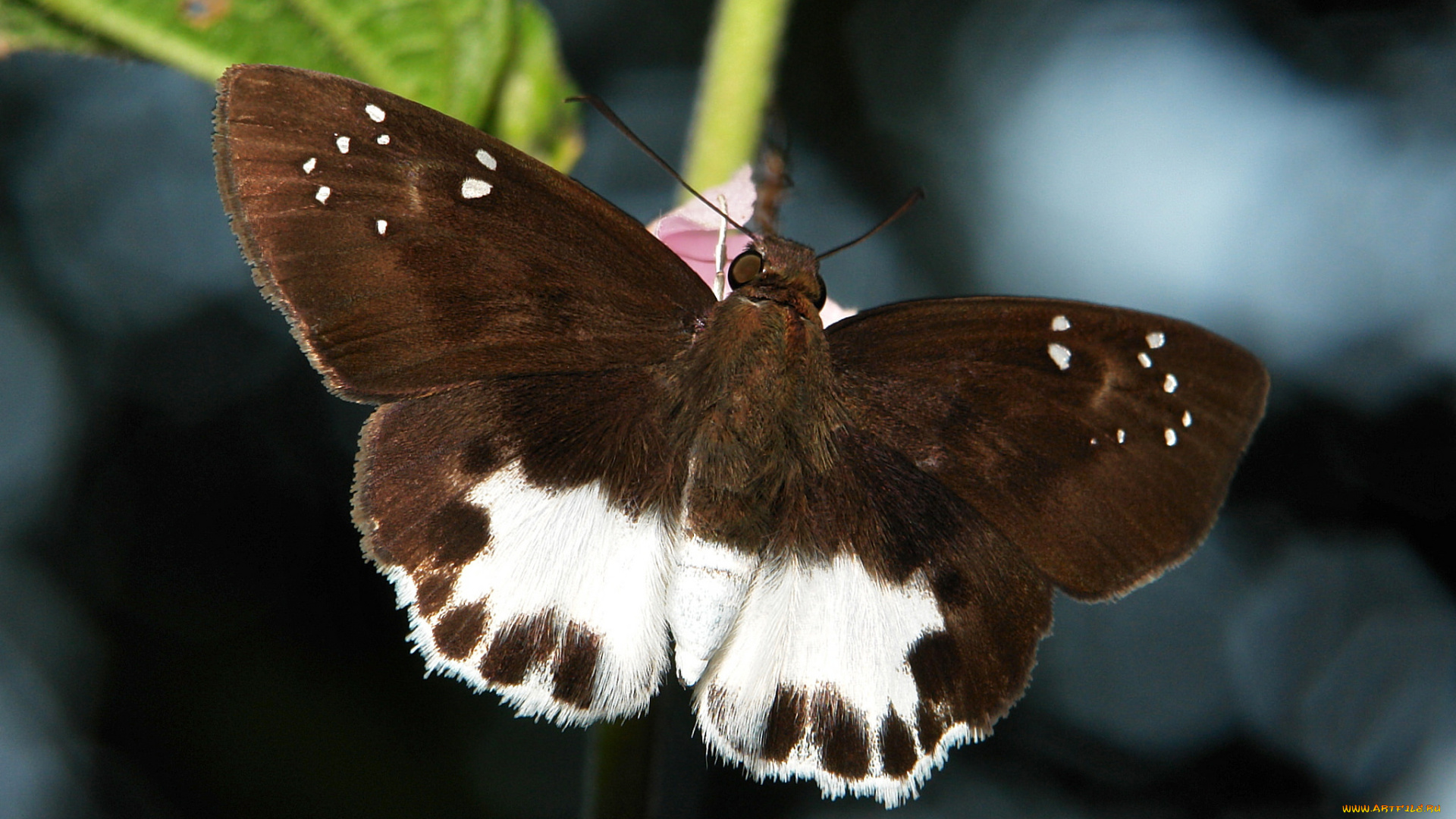 животные, бабочки, , мотыльки, , моли, коричневая, itchydogimages, крылья, усики, бабочка, насекомое, макро