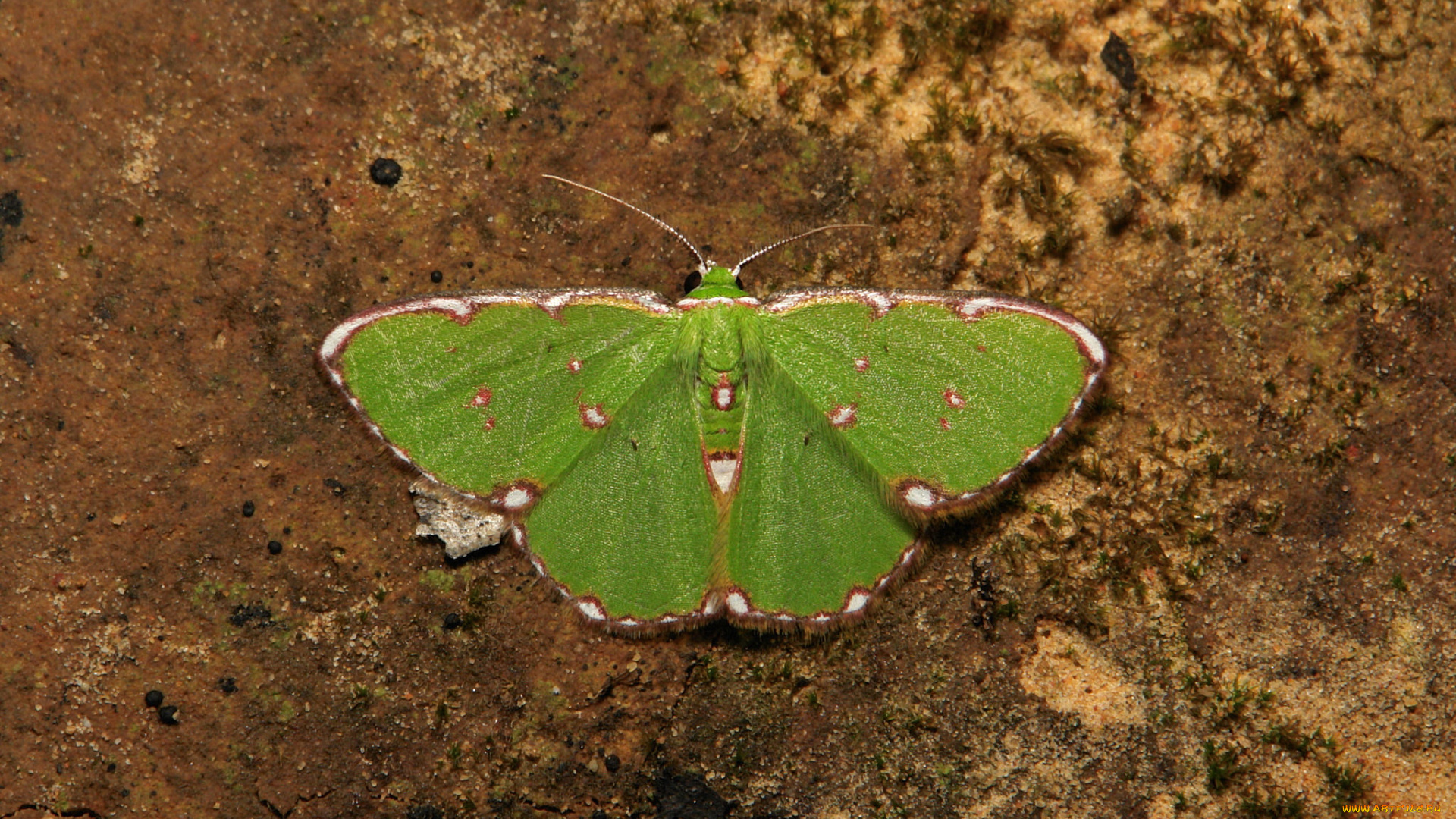 животные, бабочки, , мотыльки, , моли, крылья, усики, узор, бабочка, макро, itchydogimages