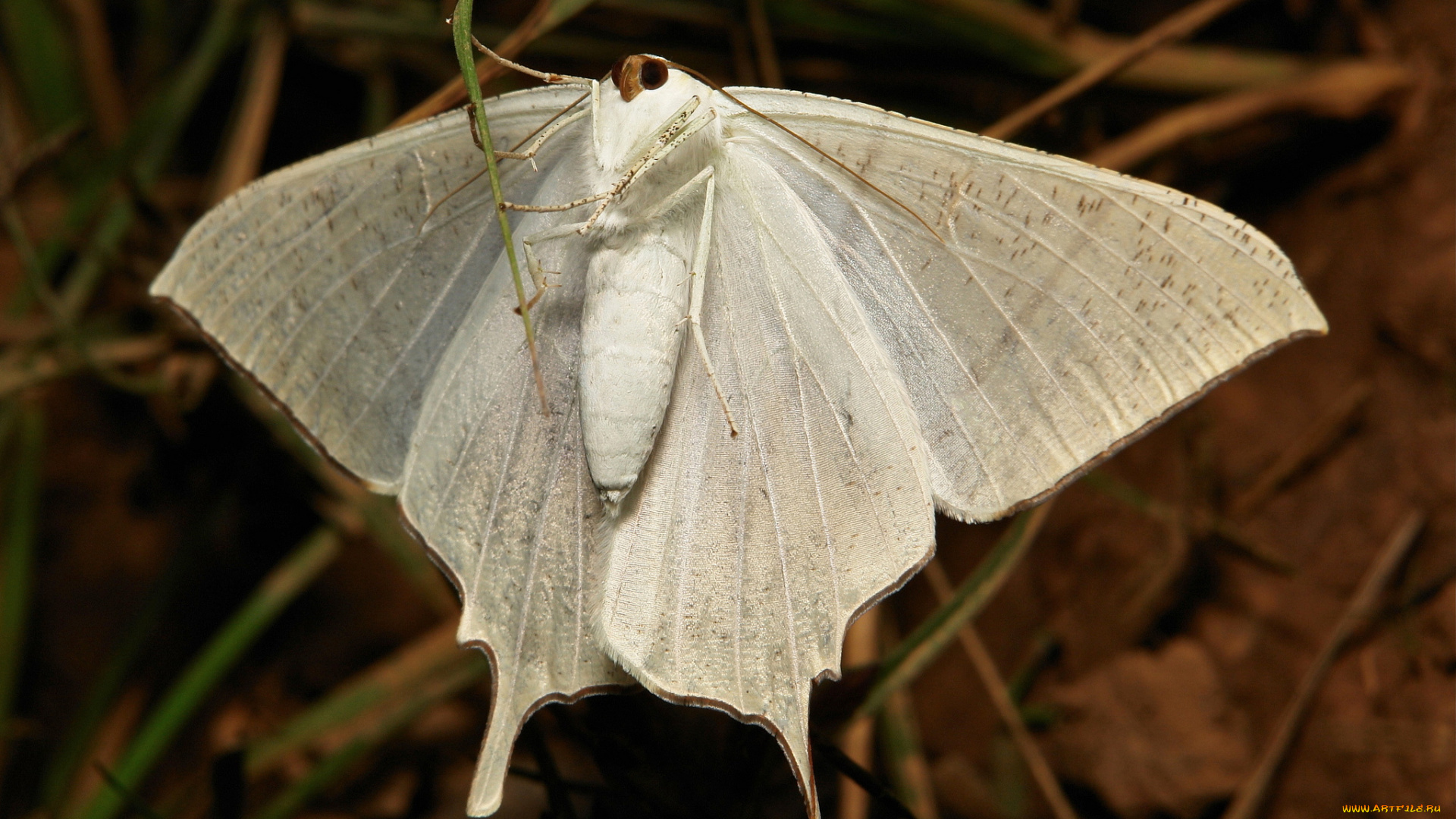 животные, бабочки, , мотыльки, , моли, макро, itchydogimages, мотылёк, насекомое