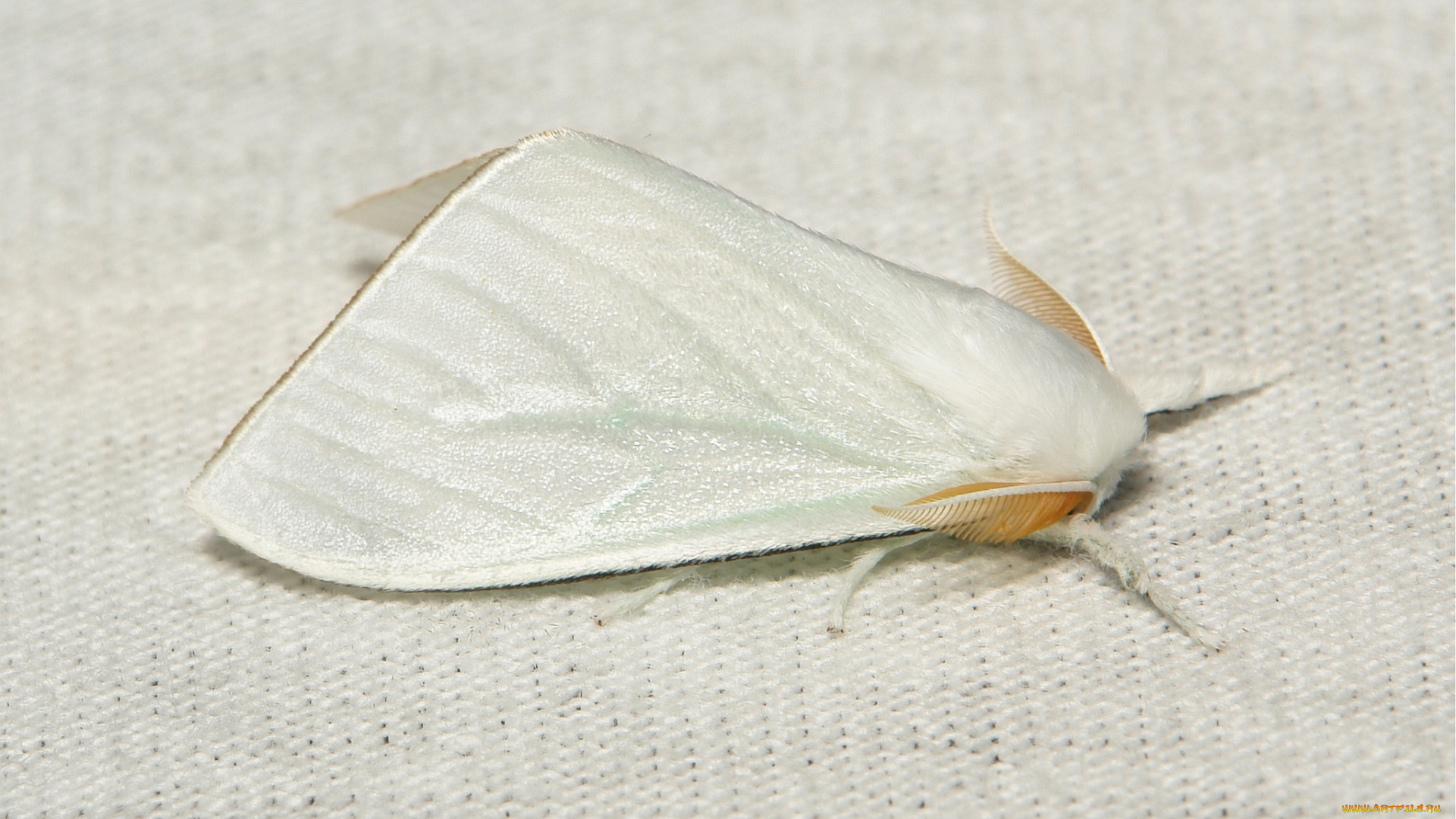 животные, бабочки, , мотыльки, , моли, макро, itchydogimages, мотылёк, моль