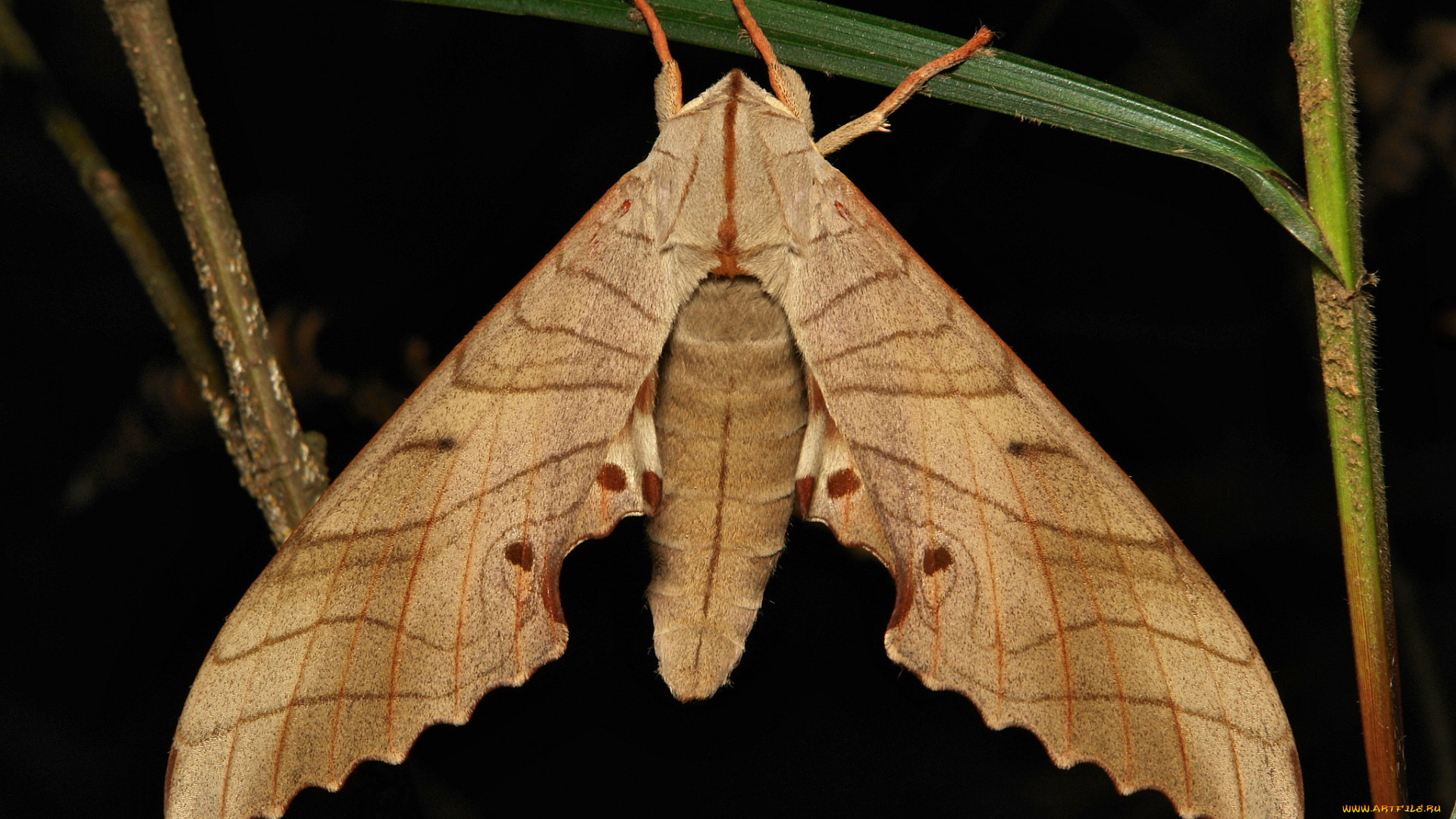 животные, бабочки, , мотыльки, , моли, мотылёк, макро, itchydogimages