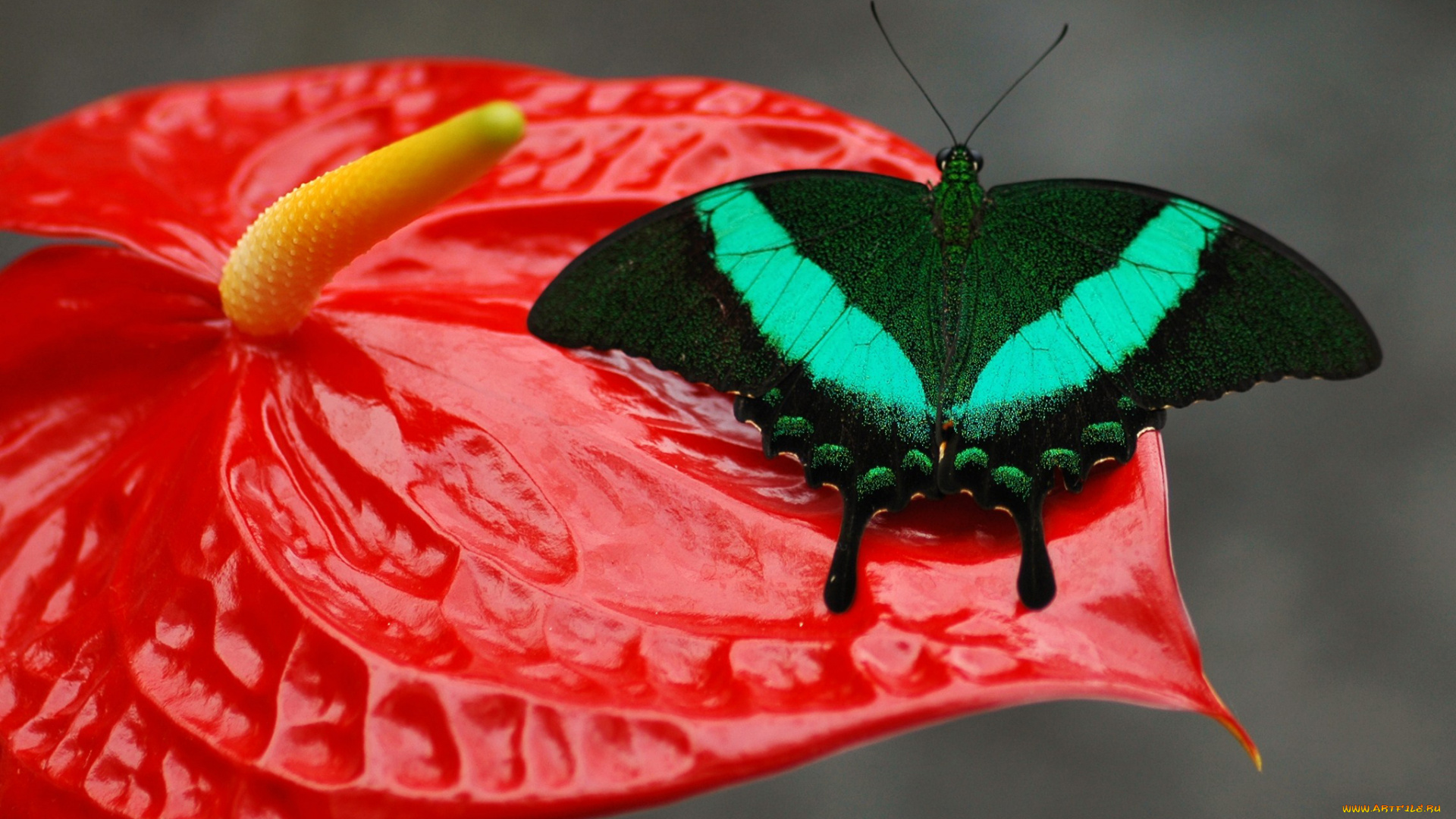 животные, бабочки, , мотыльки, , моли, узор, крылья, бабочка, цветок