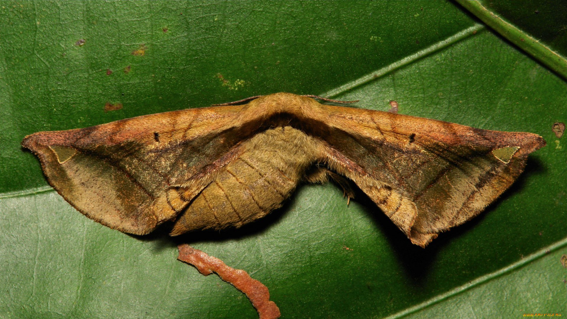 животные, бабочки, , мотыльки, , моли, узор, моль, лист, макро, itchydogimages, усики, крылья