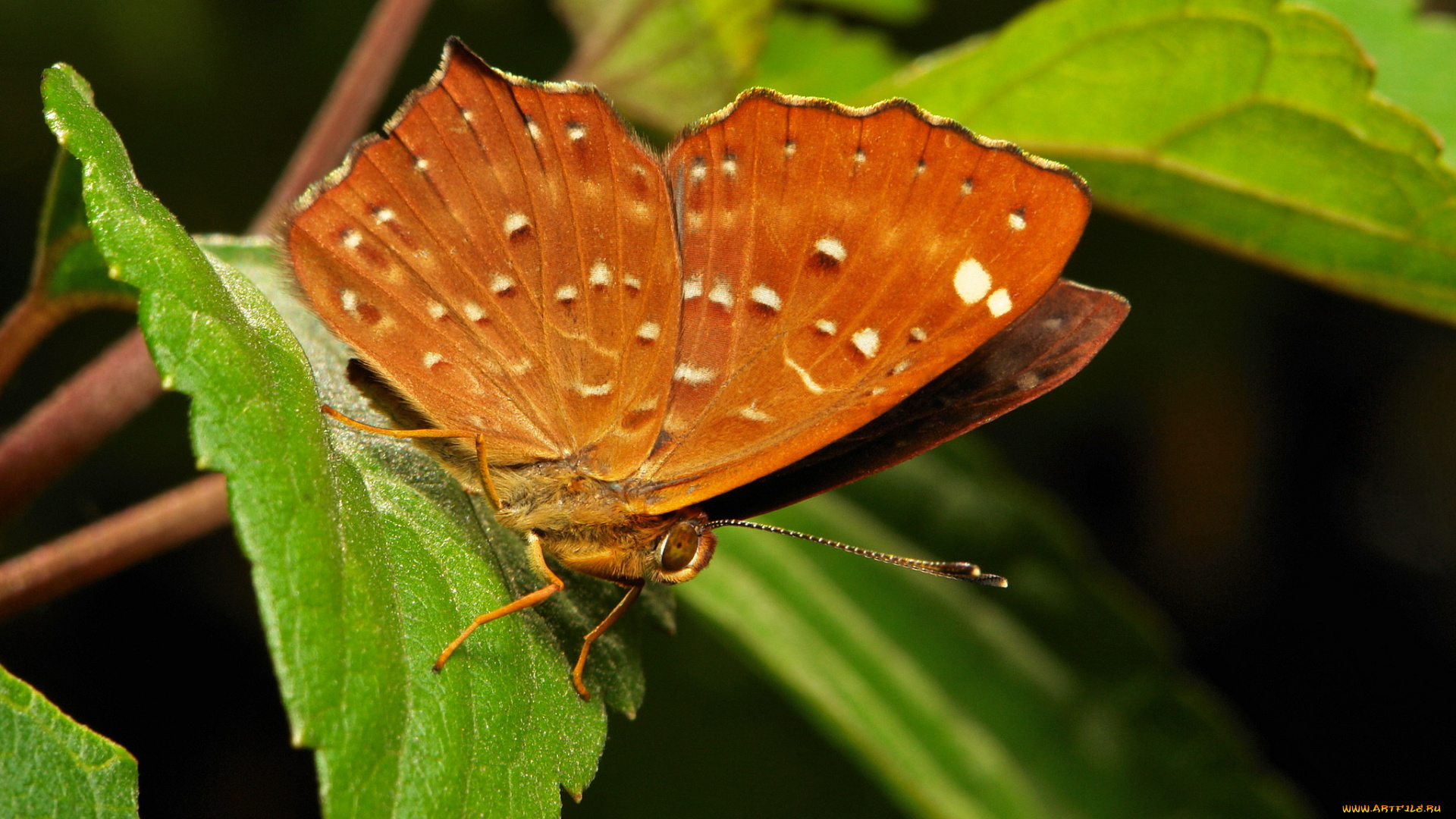 животные, бабочки, , мотыльки, , моли, узор, усики, крылья, бабочка, макро, itchydogimages