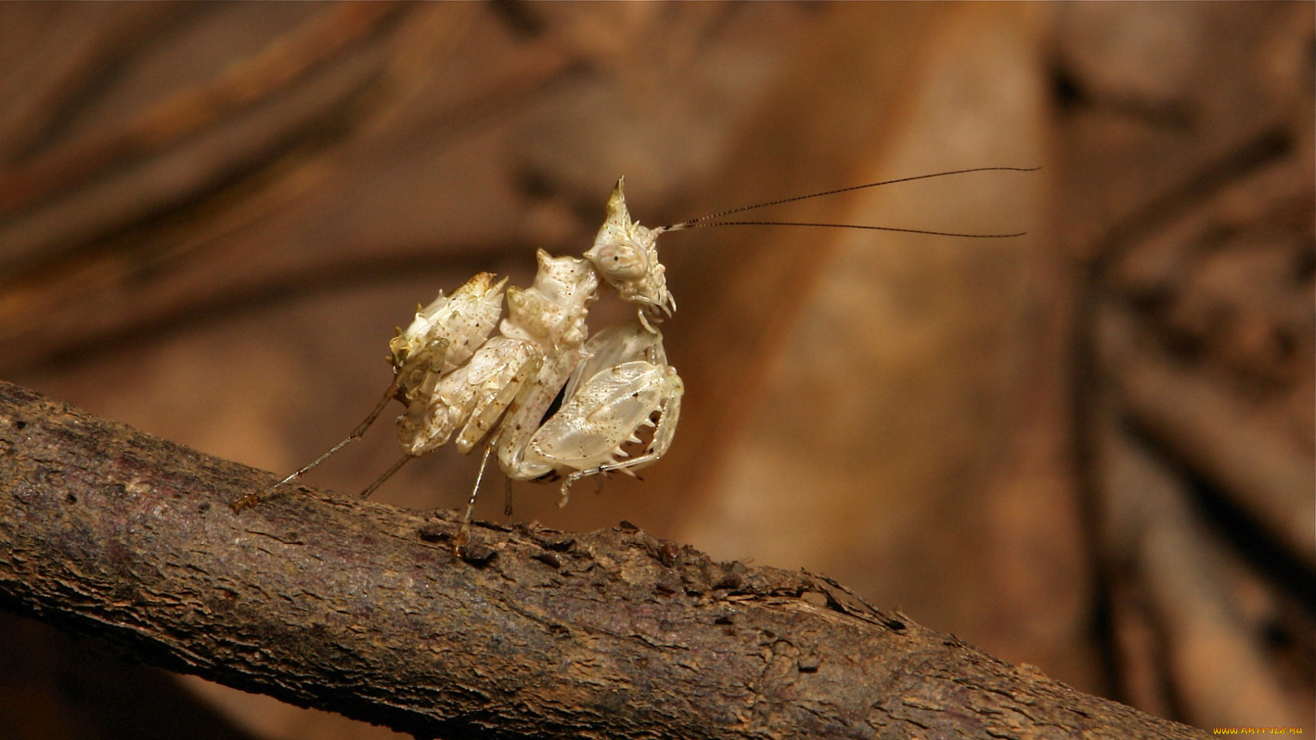 животные, богомолы, богомол, насекомое, макро, itchydogimages