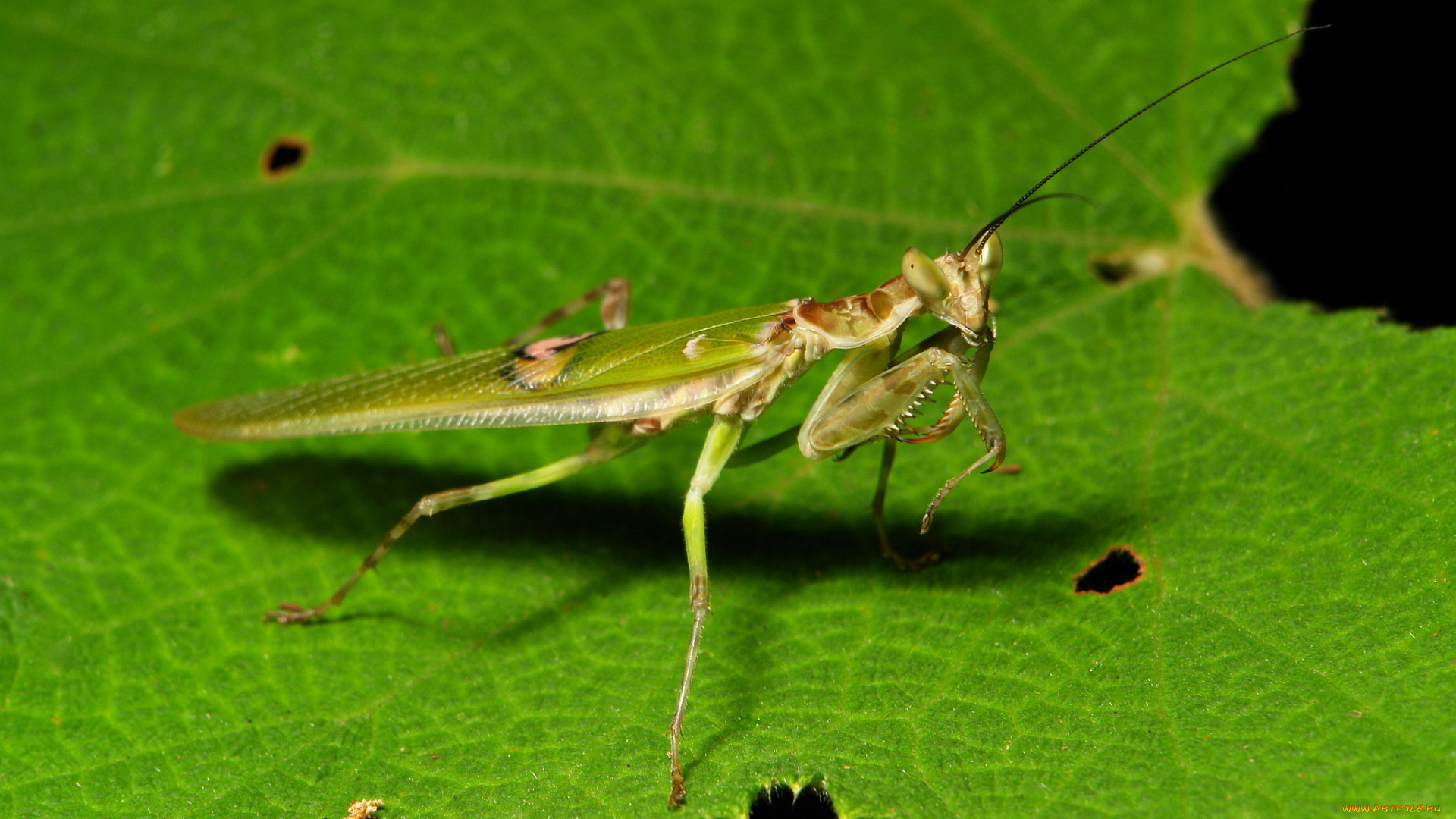 животные, богомолы, фон, насекомое, богомол, макро, травинка