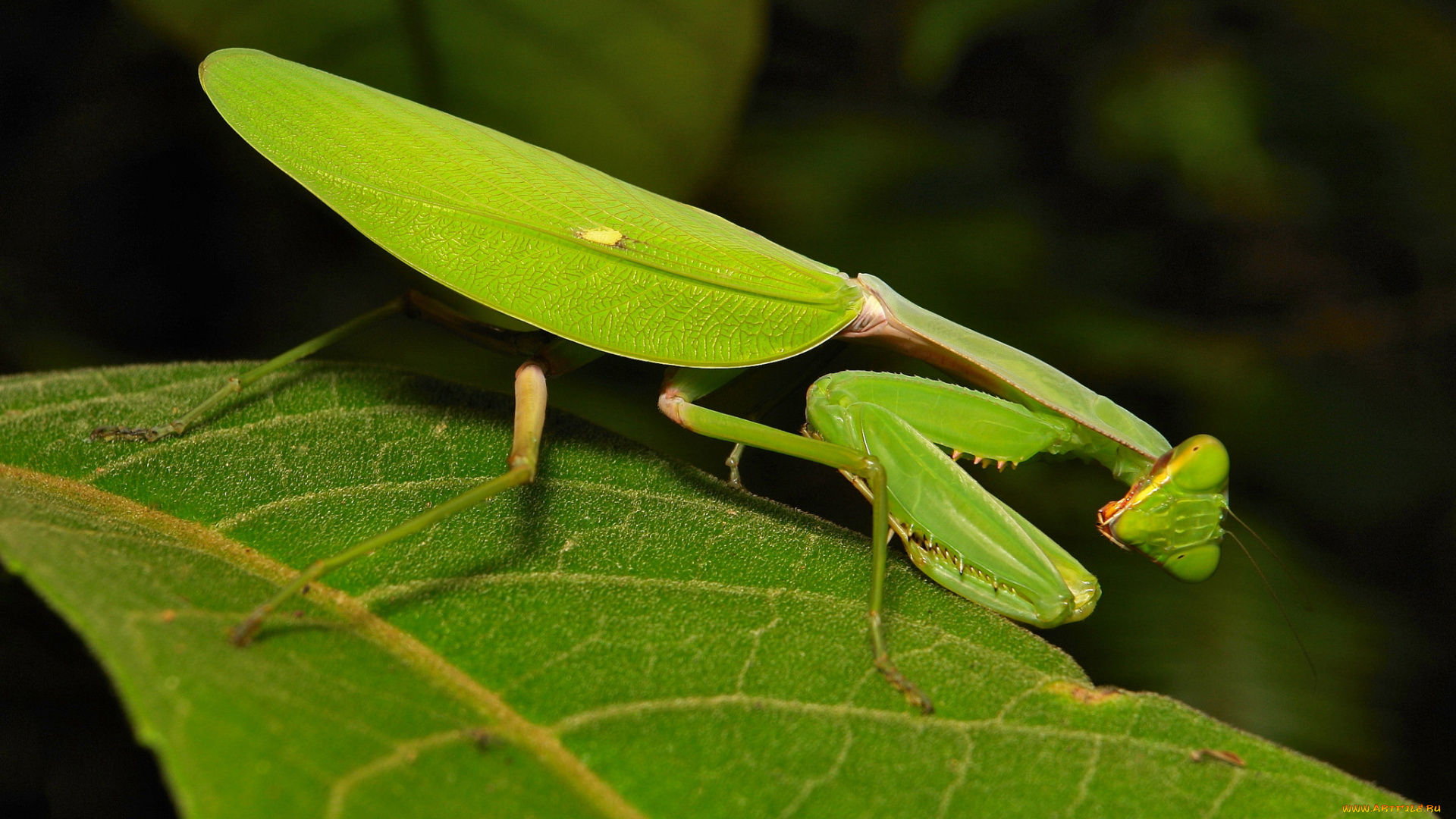 животные, богомолы, itchydogimages, макро, насекомое, богомол