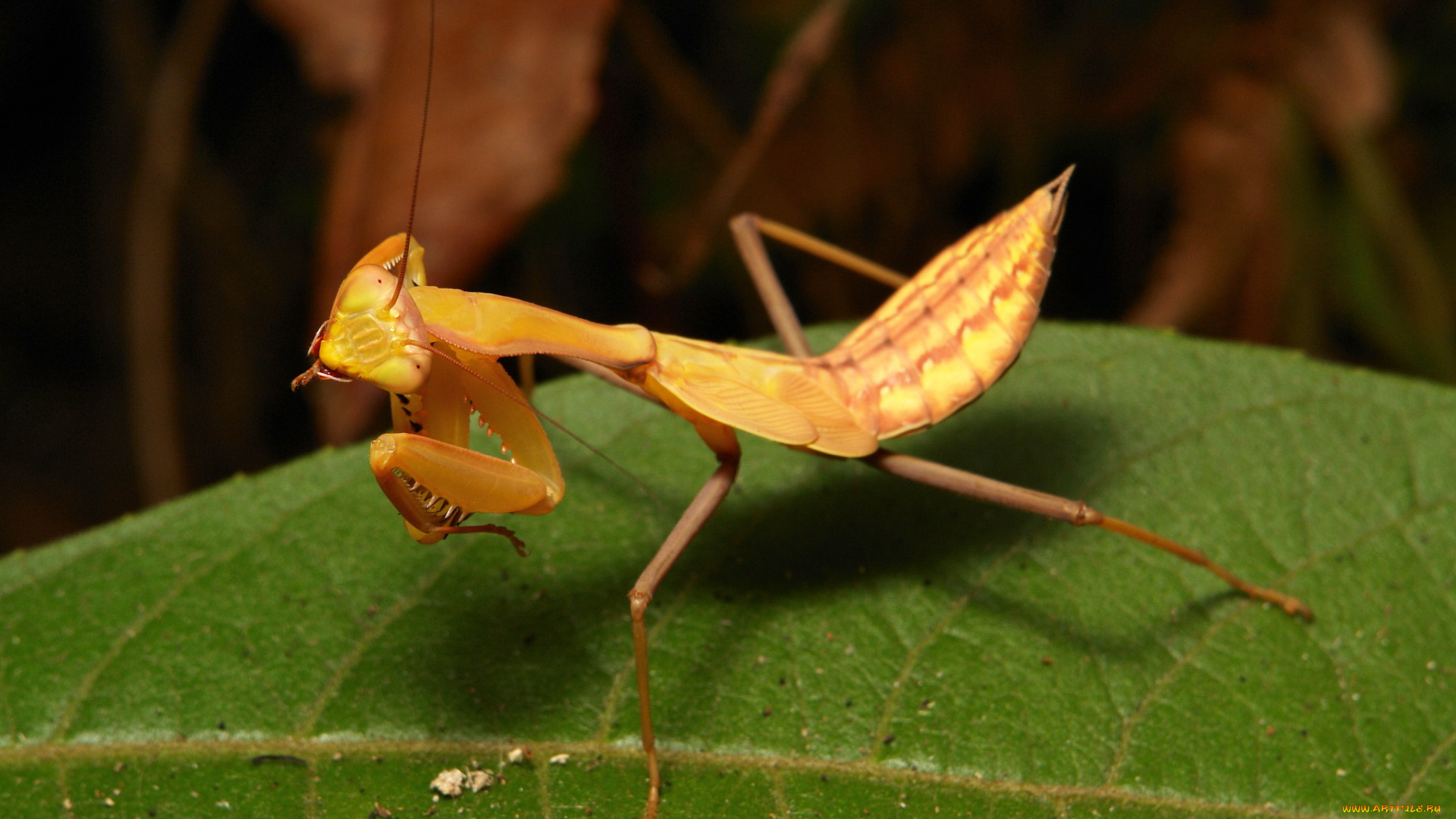 животные, богомолы, itchydogimages, макро, насекомое, богомол