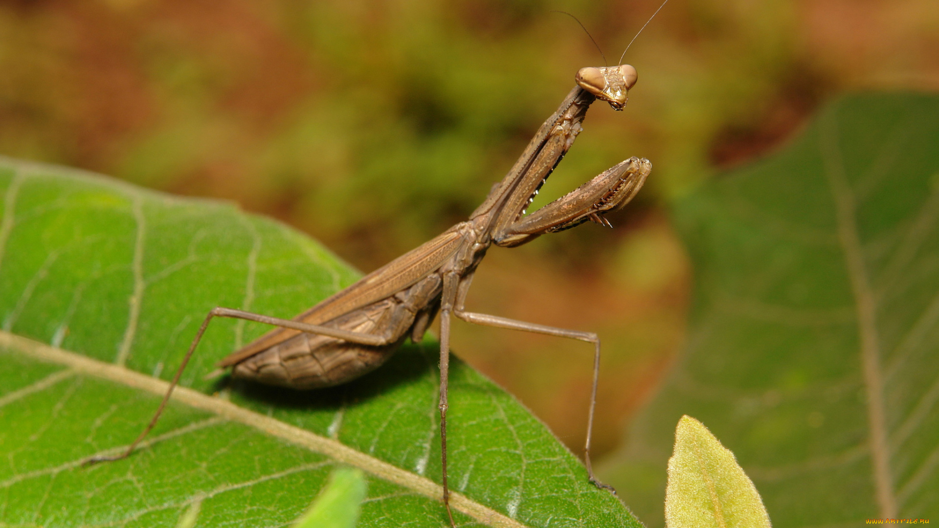 животные, богомолы, itchydogimages, макро, богомол, насекомое, листья