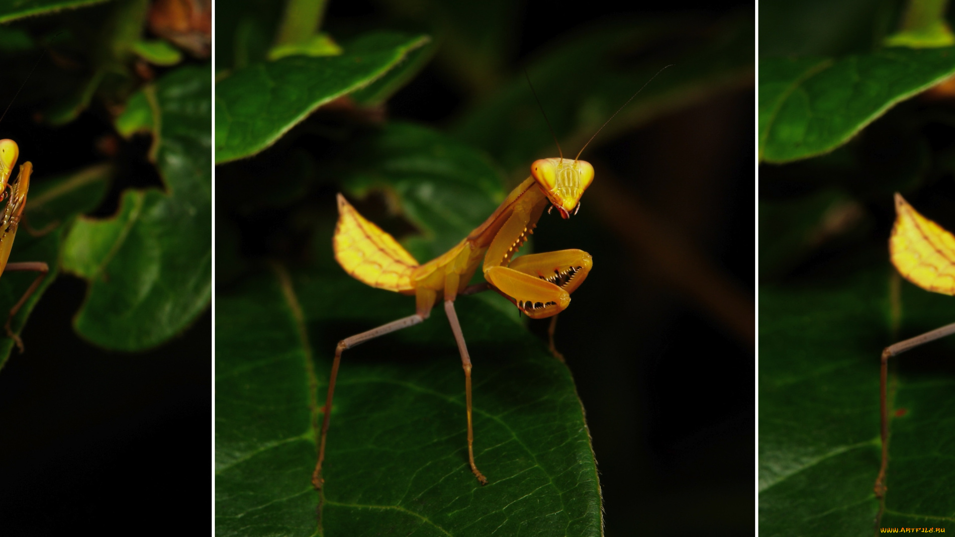 животные, богомолы, коллаж, богомол, itchydogimages, макро