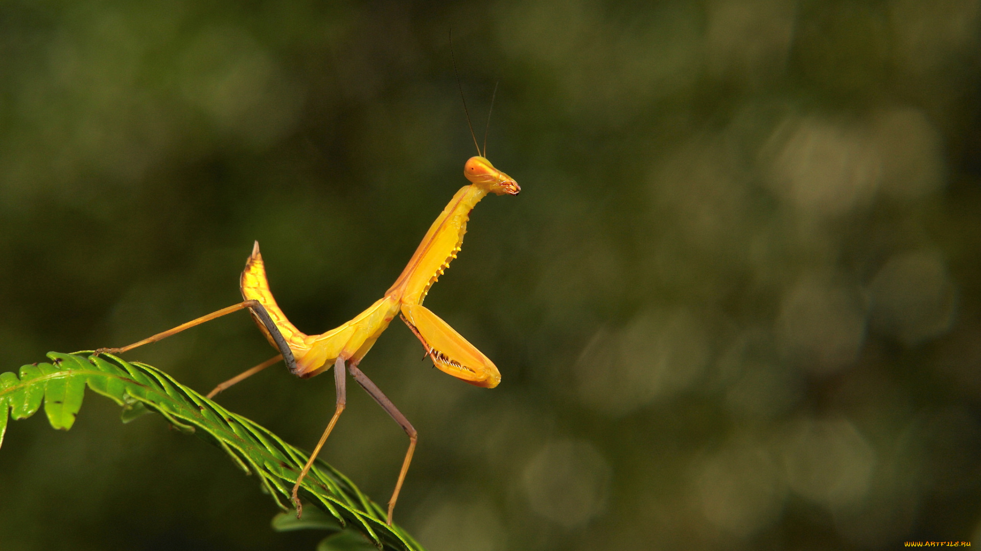 животные, богомолы, насекомое, богомол, макро, itchydogimages