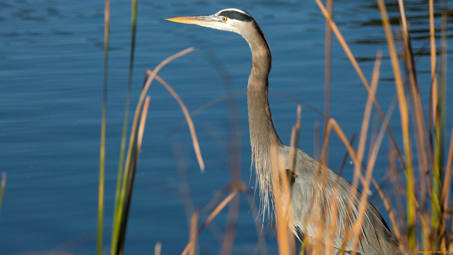 животные, цапли, , выпи, клюв, трава, птица, цапля, озеро