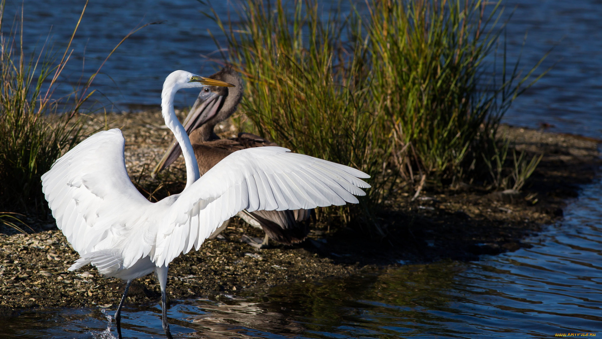 животные, цапли, , выпи, птица, белая, цапля, вода, трава