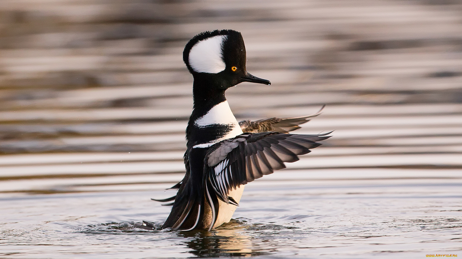 животные, Чомги, , поганки, поганка, птица, вода, крылья