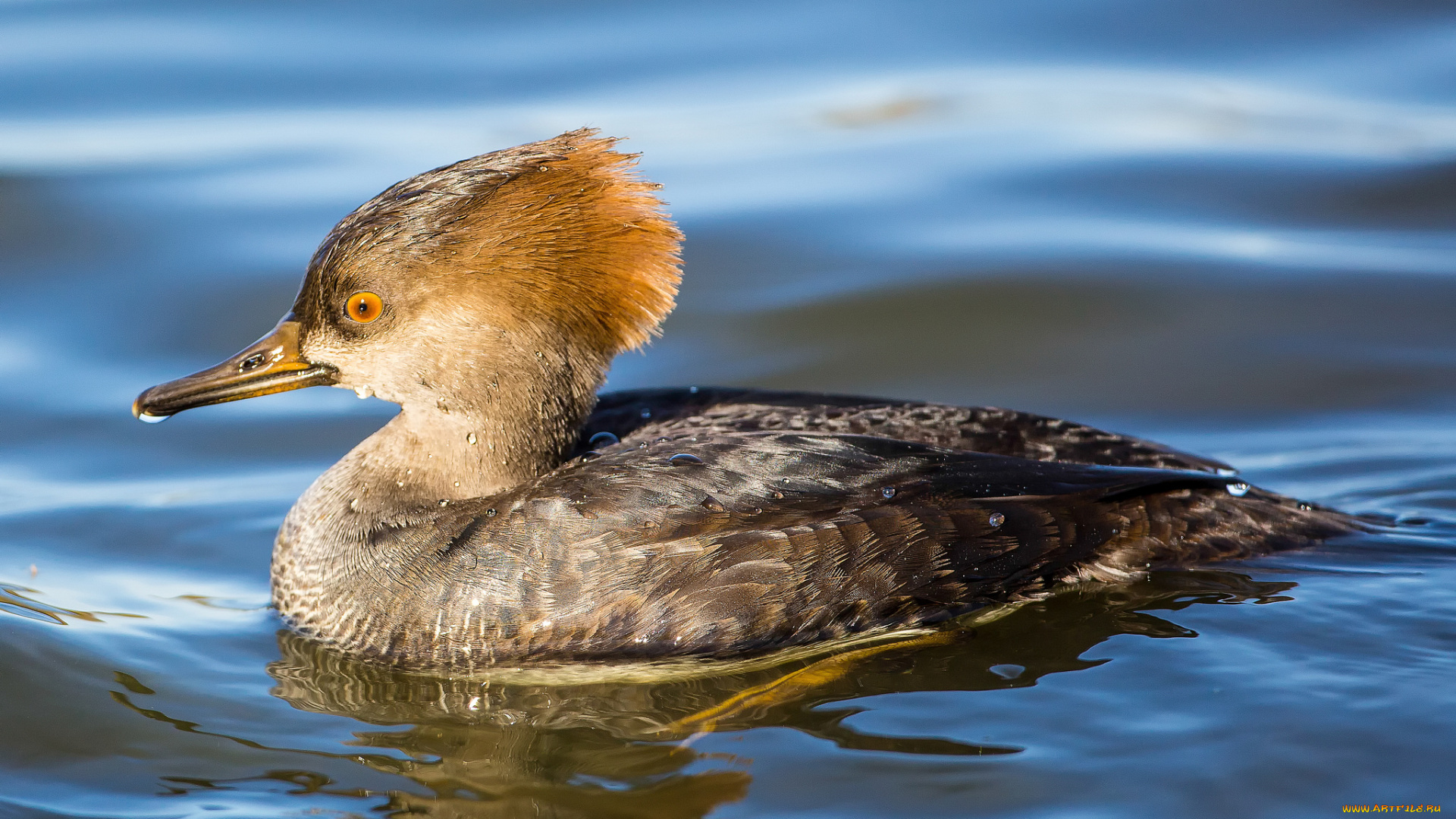 животные, Чомги, , поганки, поганка, птица, вода