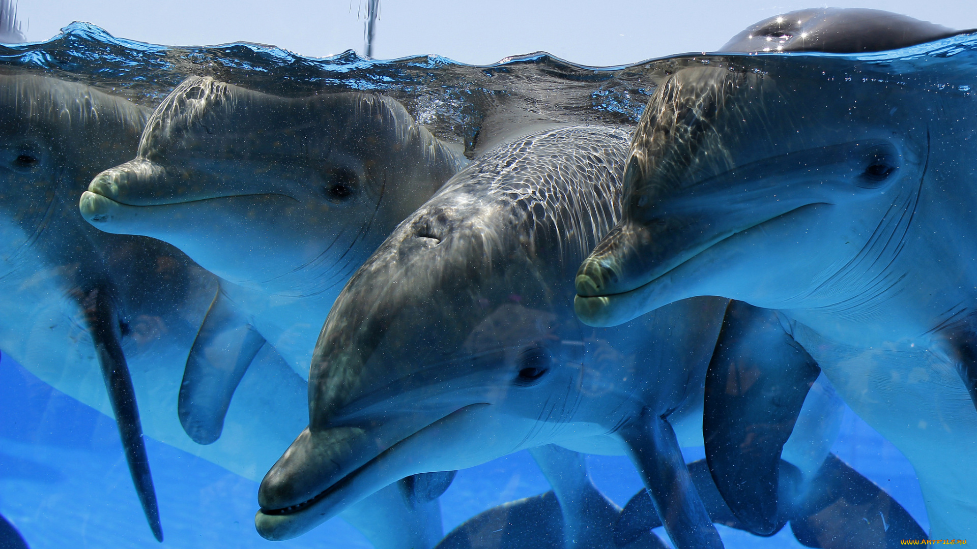 животные, дельфины, бассейн, вода, море, стая, группа