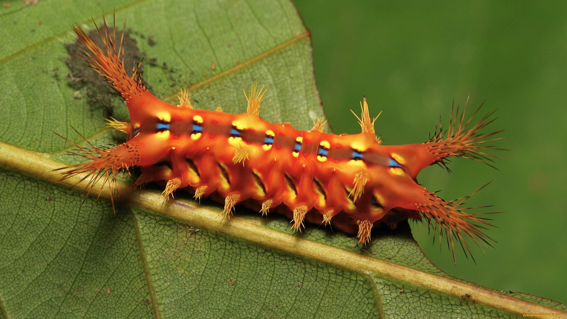 животные, гусеницы, гусеница, itchydogimages, макро, лист