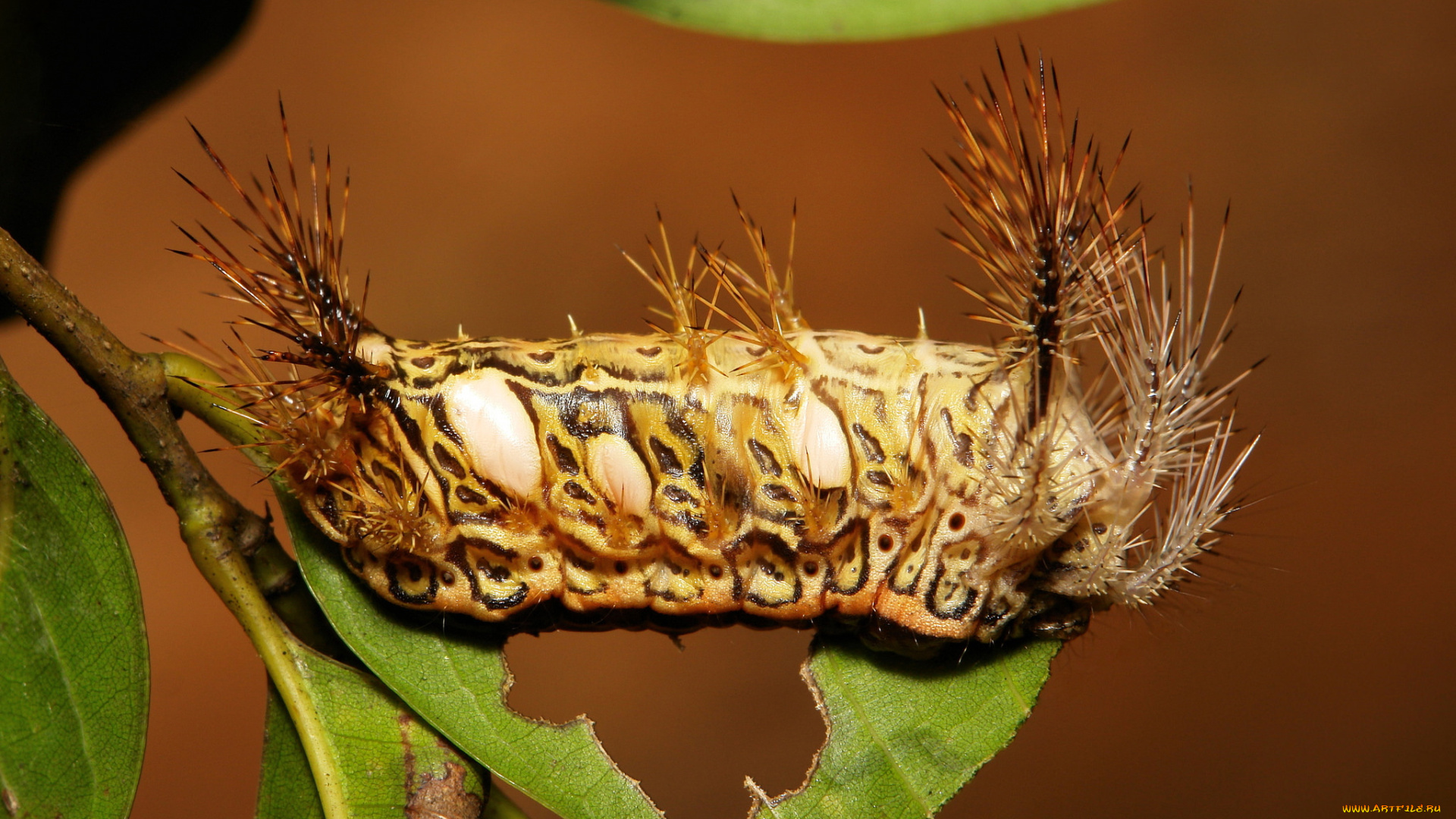 животные, гусеницы, гусеница, лист, макро, itchydogimages