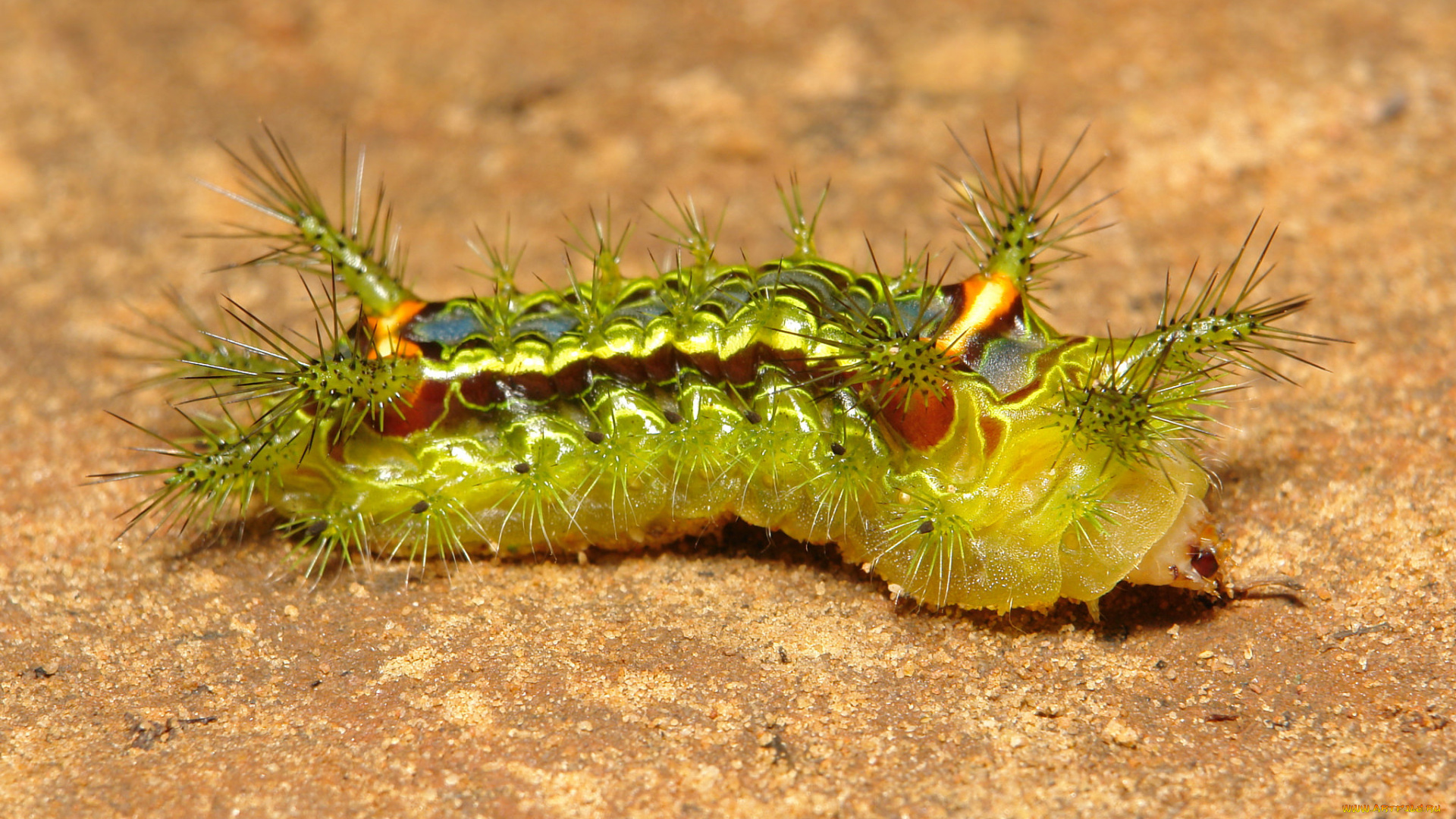 животные, гусеницы, гусеница, лист, макро, itchydogimages