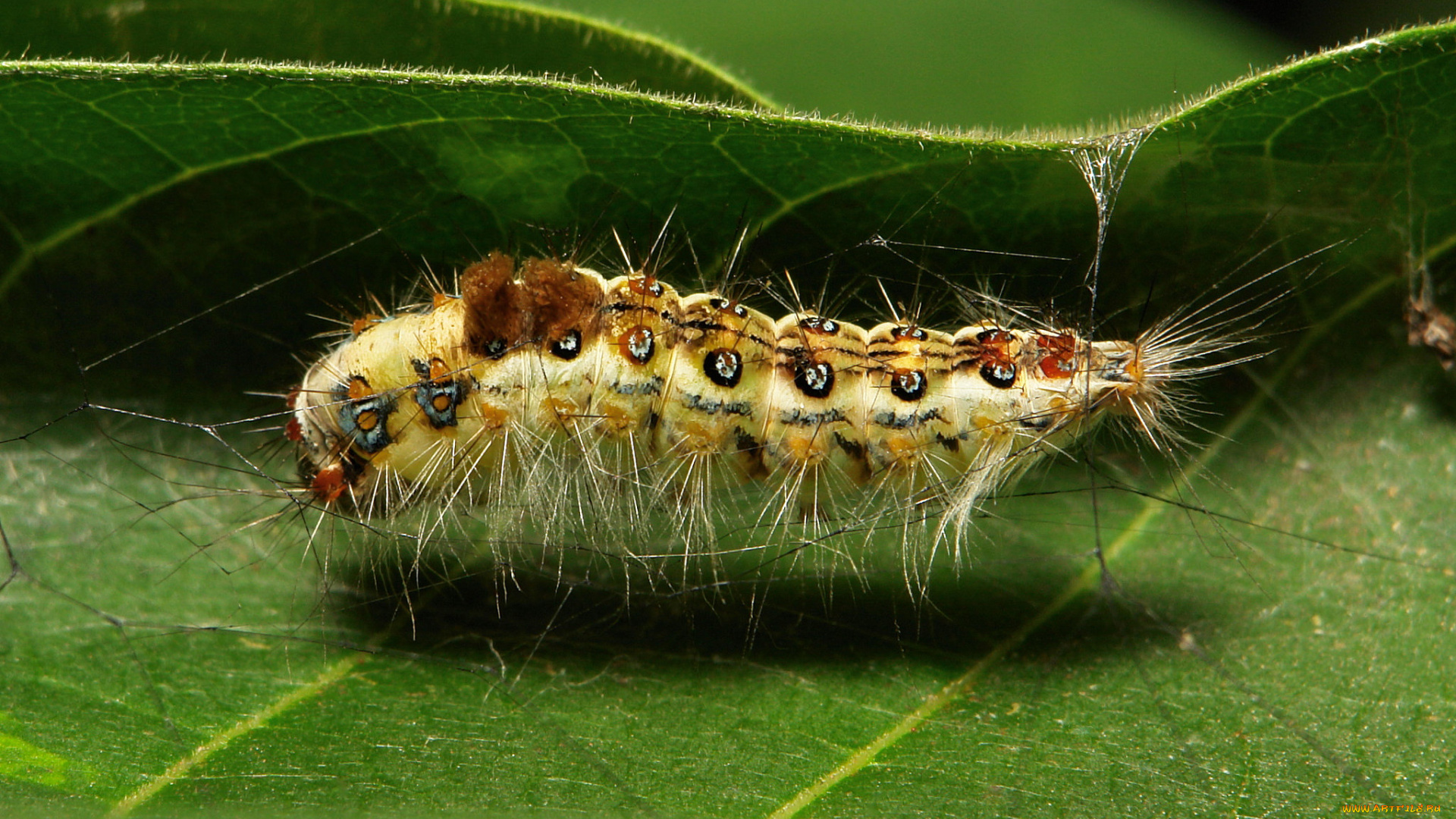 животные, гусеницы, гусеница, лист, паутинка, макро, itchydogimages