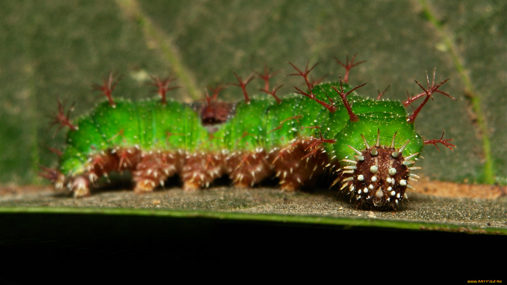 животные, гусеницы, itchydogimages, макро, насекомое, лист, гусеница, необычная