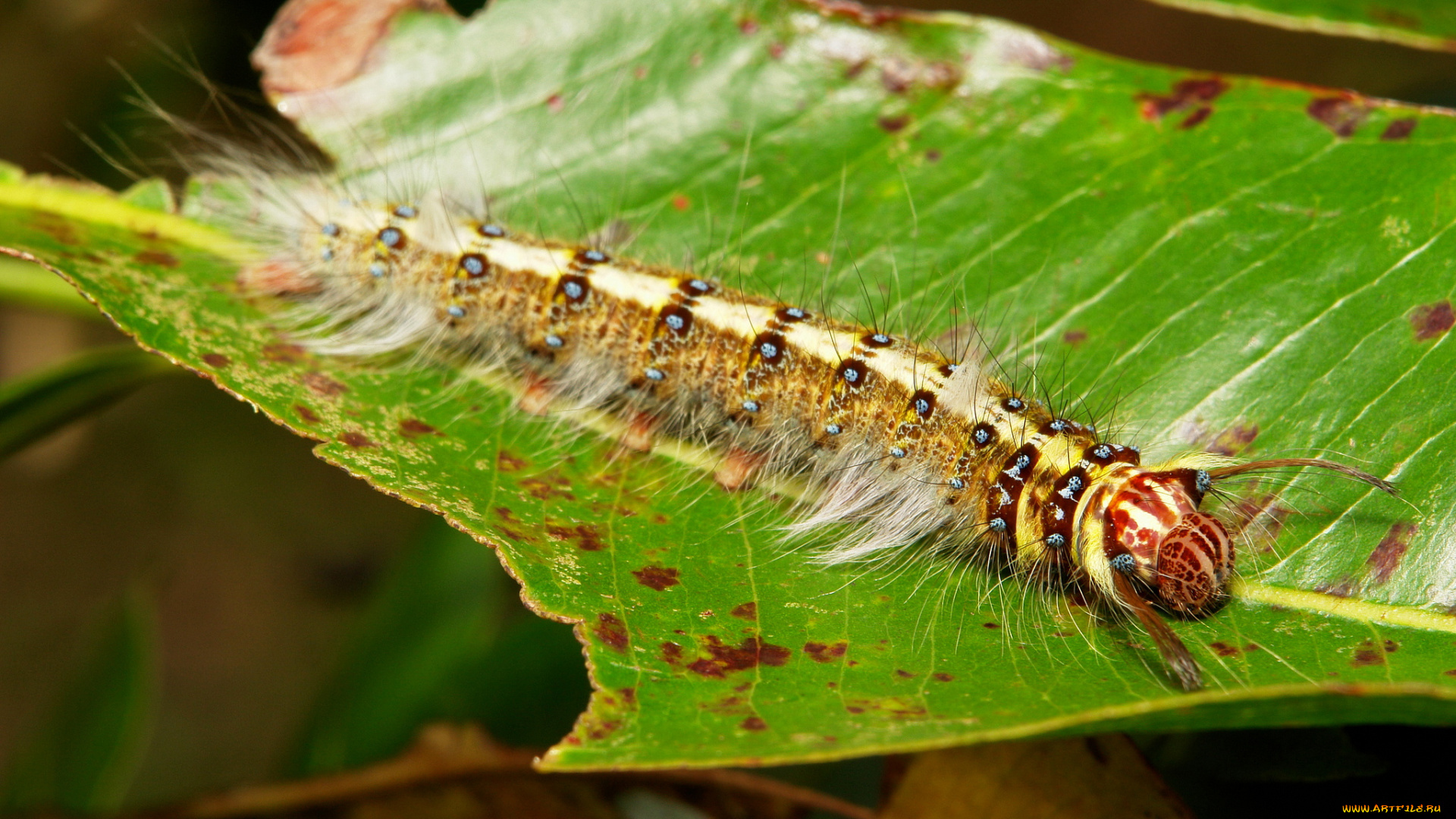 животные, гусеницы, itchydogimages, макро, насекомое, лист, гусеница, необычная
