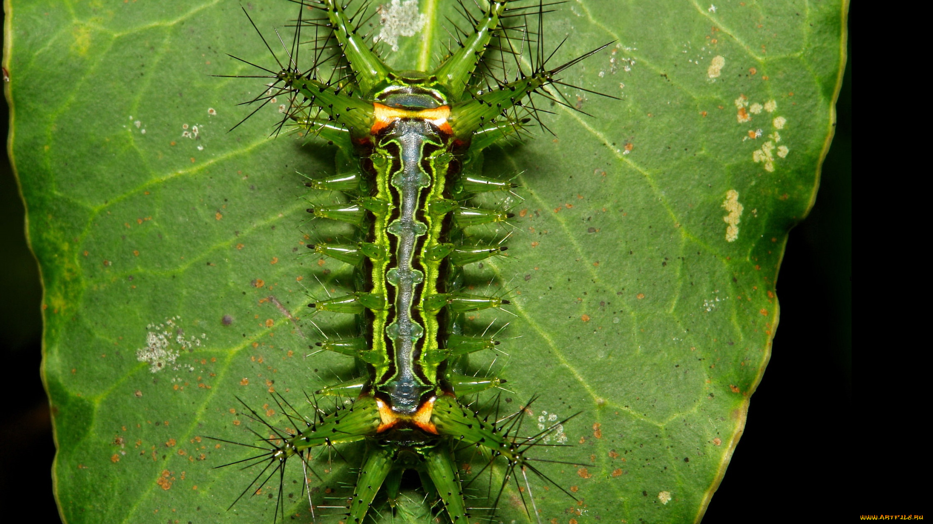 животные, гусеницы, itchydogimages, макро, насекомое, лист, гусеница, необычная