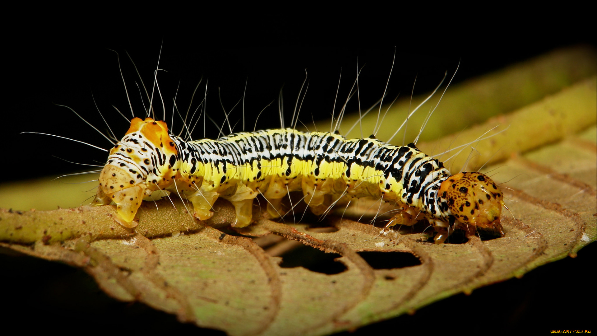 животные, гусеницы, лист, гусеница, макро, itchydogimages