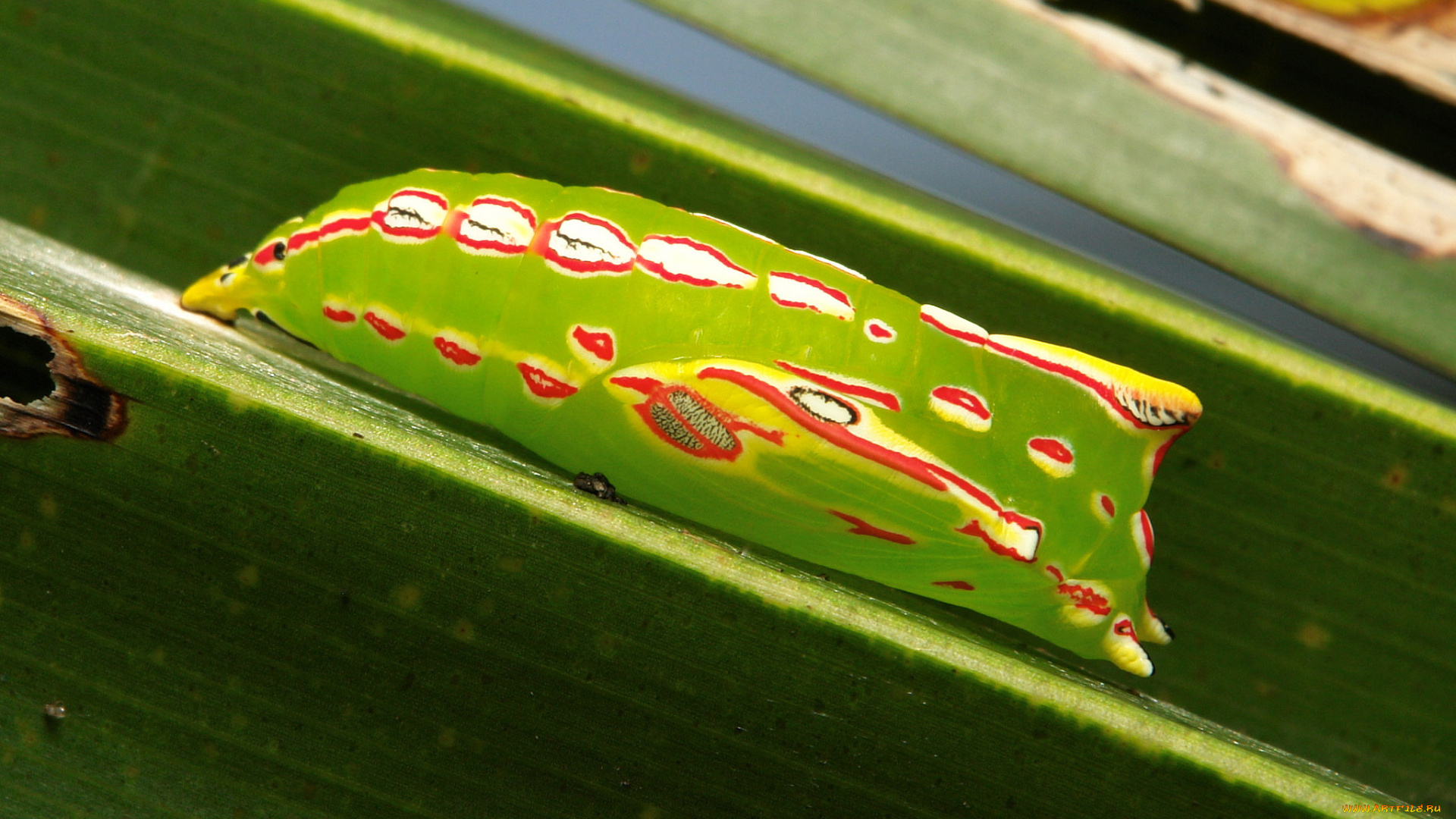 животные, гусеницы, макро, itchydogimages, гусеница, лист, насекомое, необычная