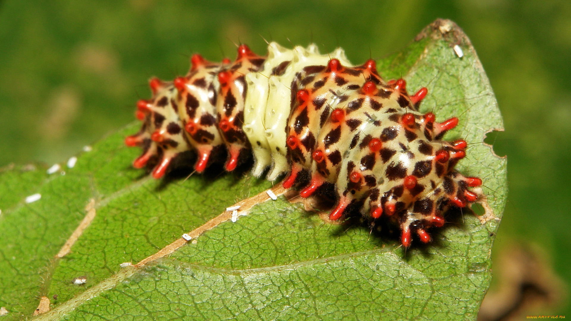 животные, гусеницы, макро, необычная, гусеница, лист, itchydogimages, насекомое