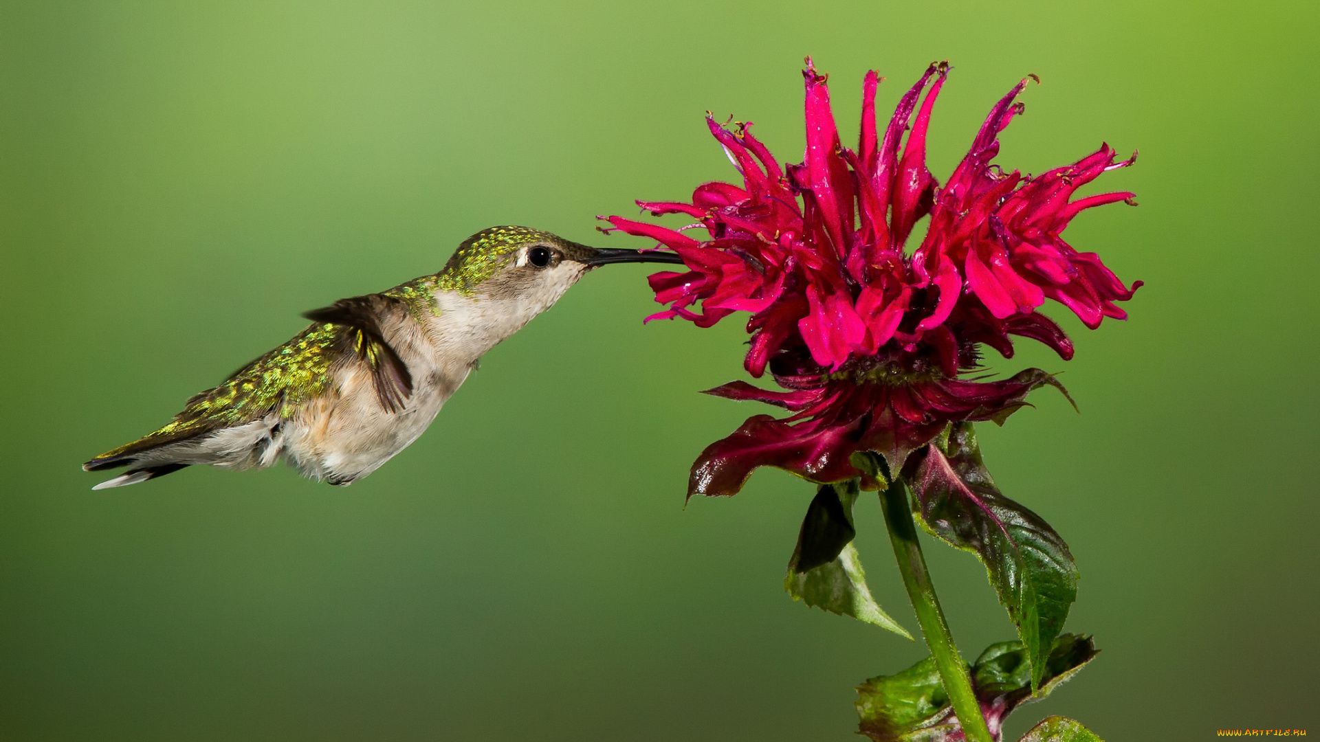 животные, колибри, птица, фон, цветок, красный