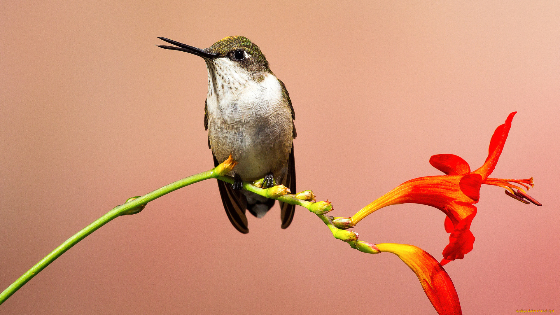 животные, колибри, птица, фон, цветок, оранжевый