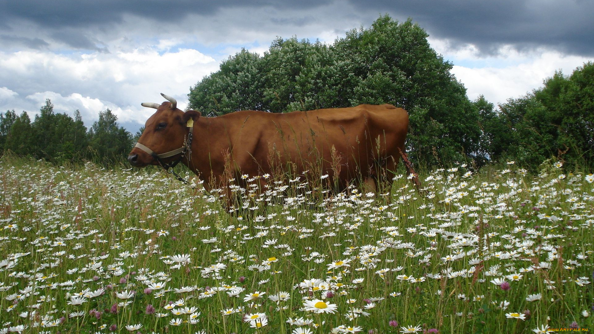 животные, коровы, , буйволы, ромашки, корова