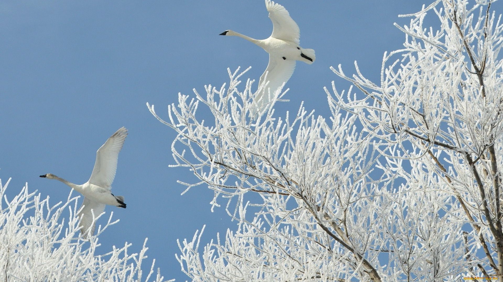 животные, лебеди, иней, ветки, зима, полет
