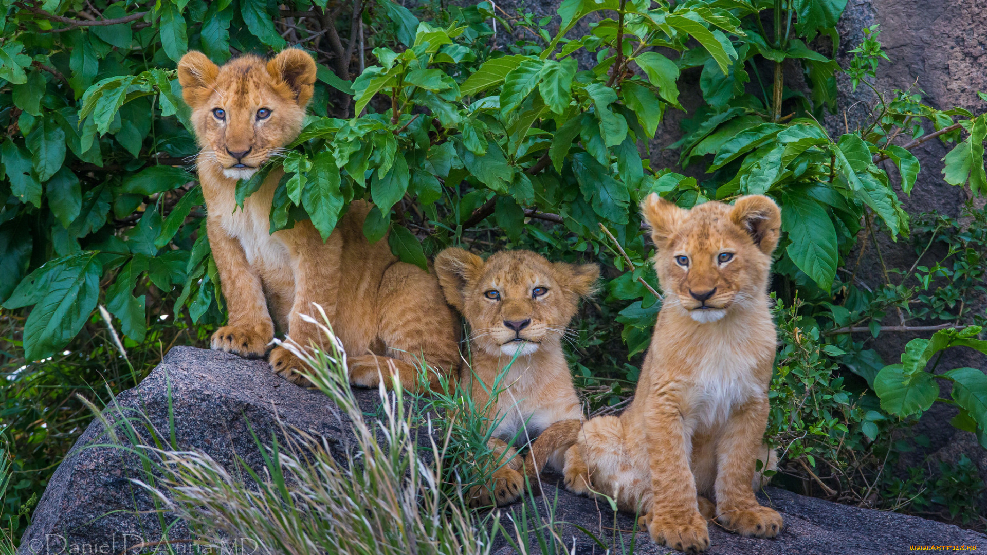 животные, львы, ветки, трио, трава, малыши, львята, камни, листья