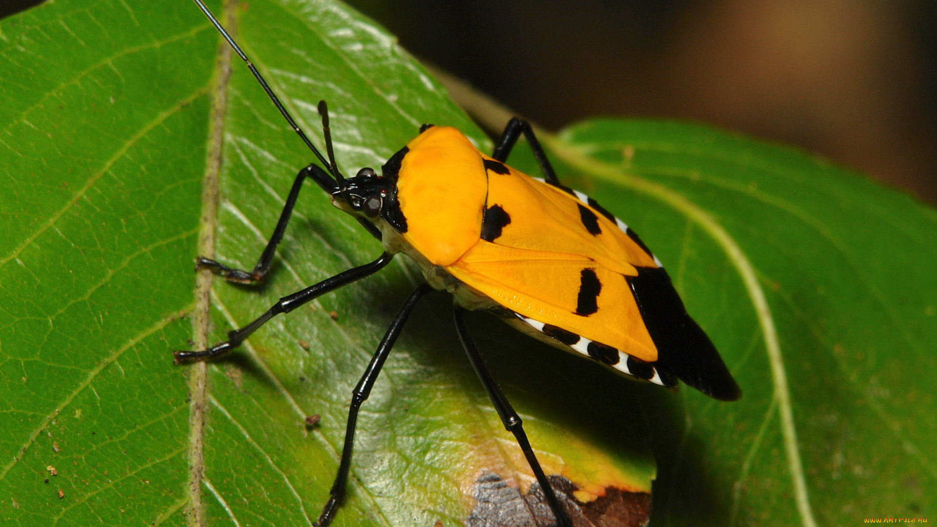 животные, насекомые, жук, травинка, листья, насекомое, макро