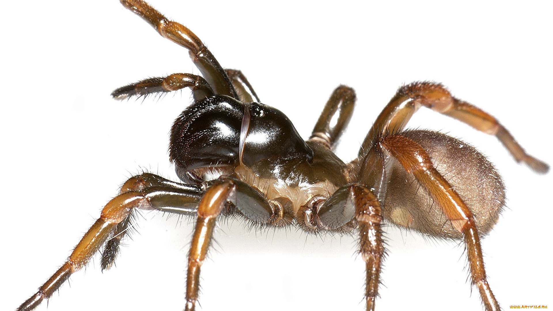 животные, пауки, паук