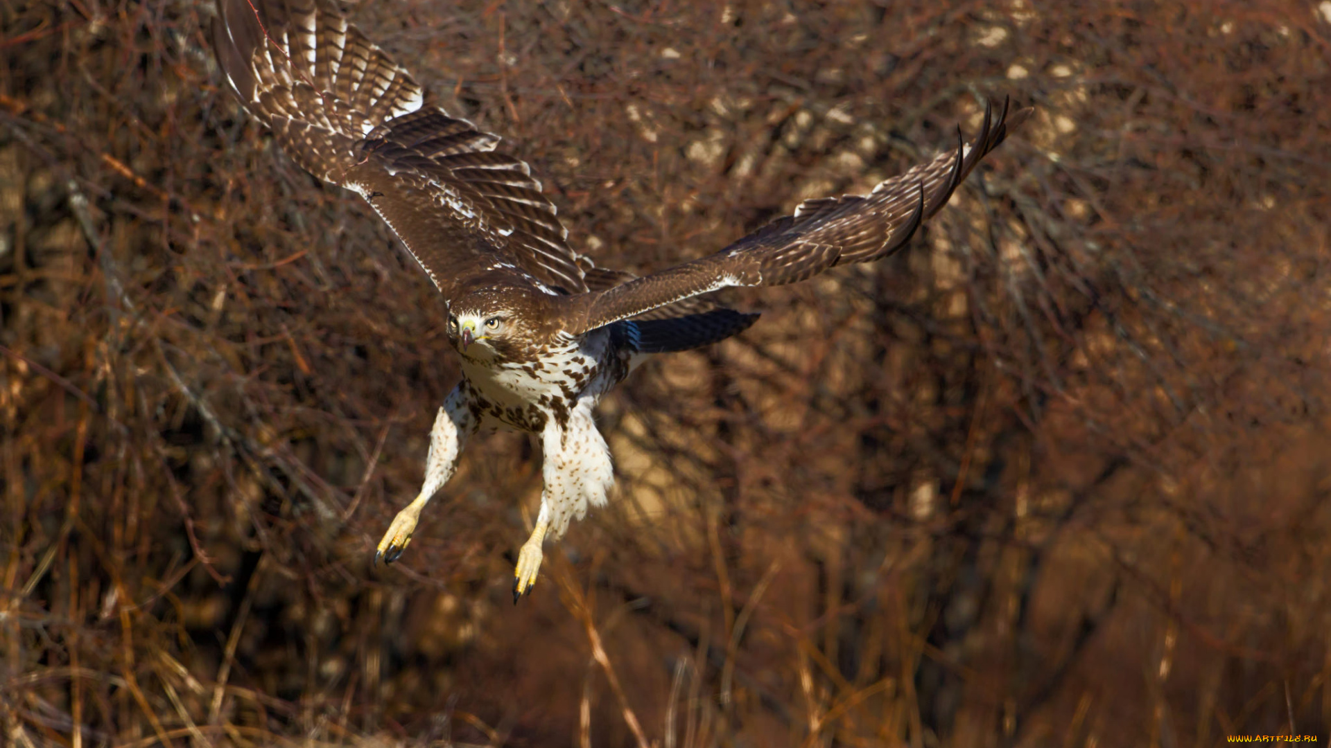 животные, птицы, -, хищники, хищник, орёл, полёт, птица