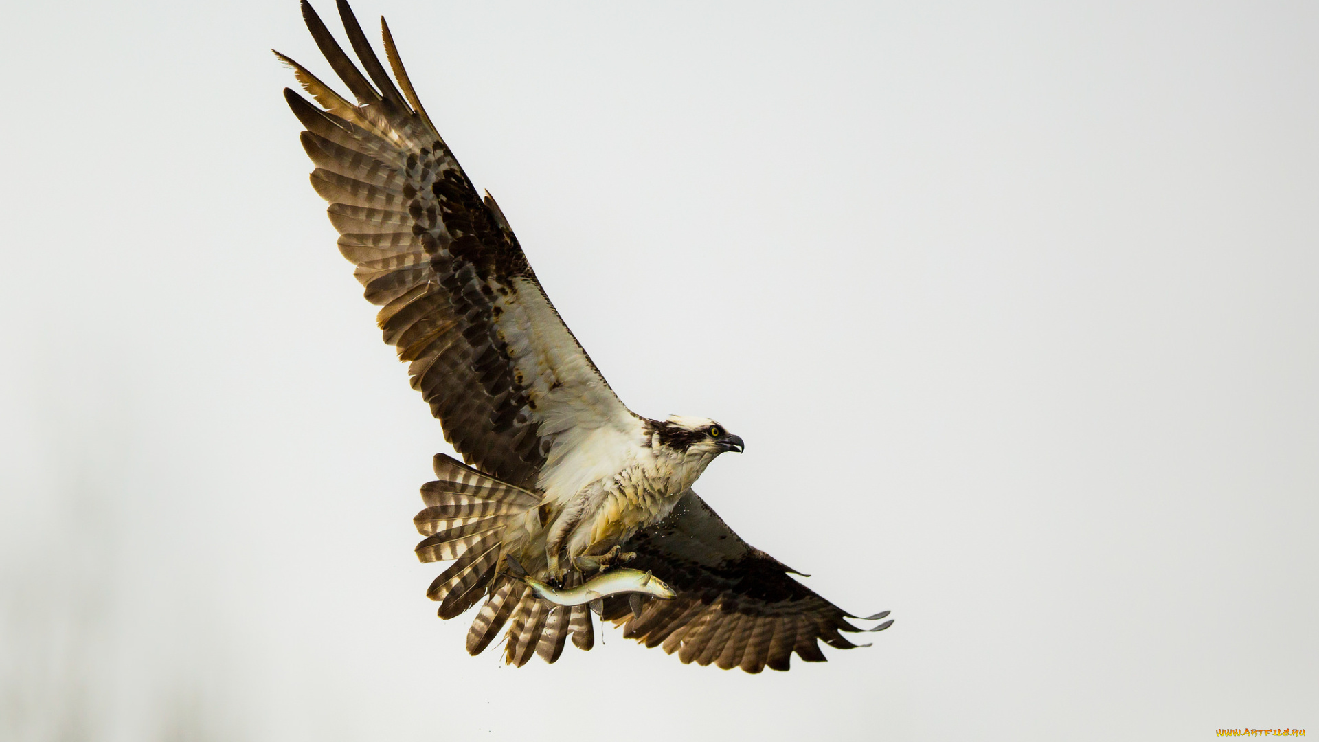 животные, птицы, -, хищники, птица, хищник, полёт