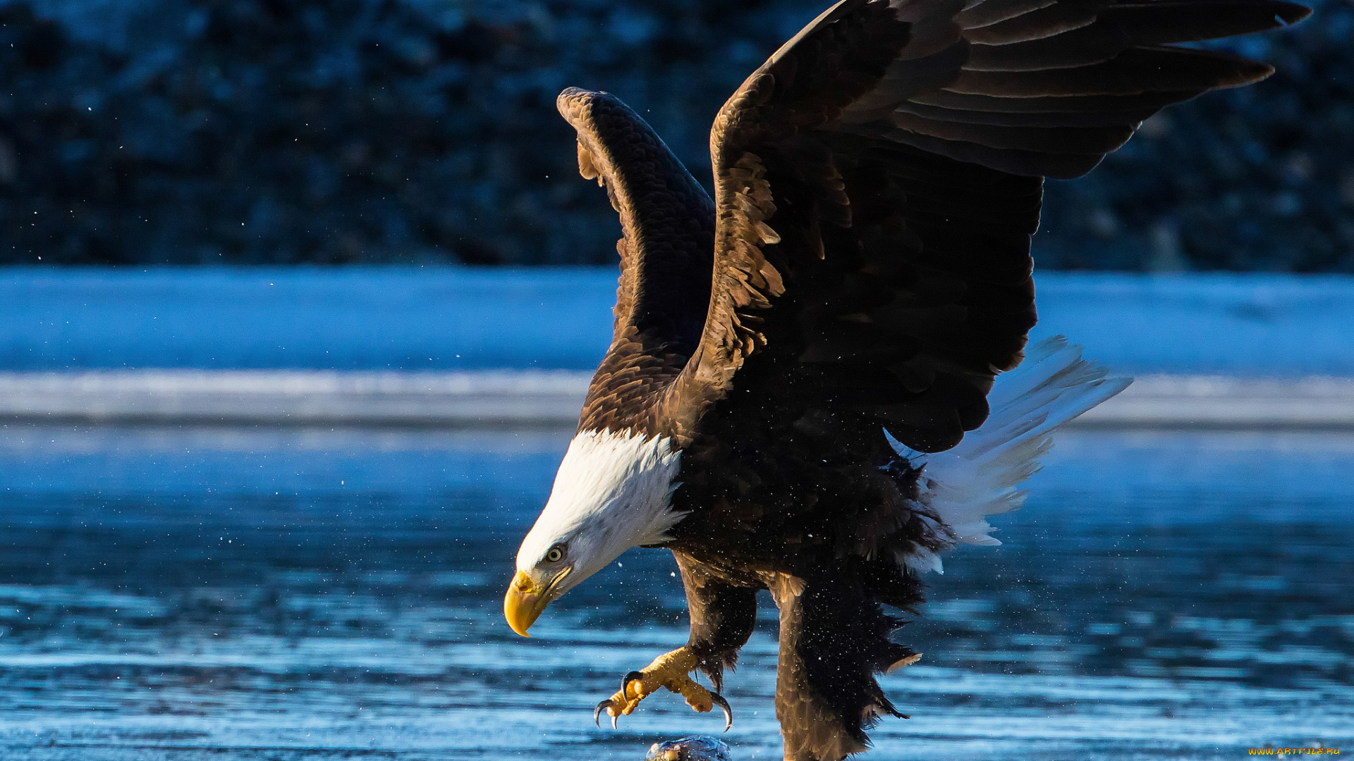 животные, птицы, -, хищники, птица, орёл, добыча, крылья