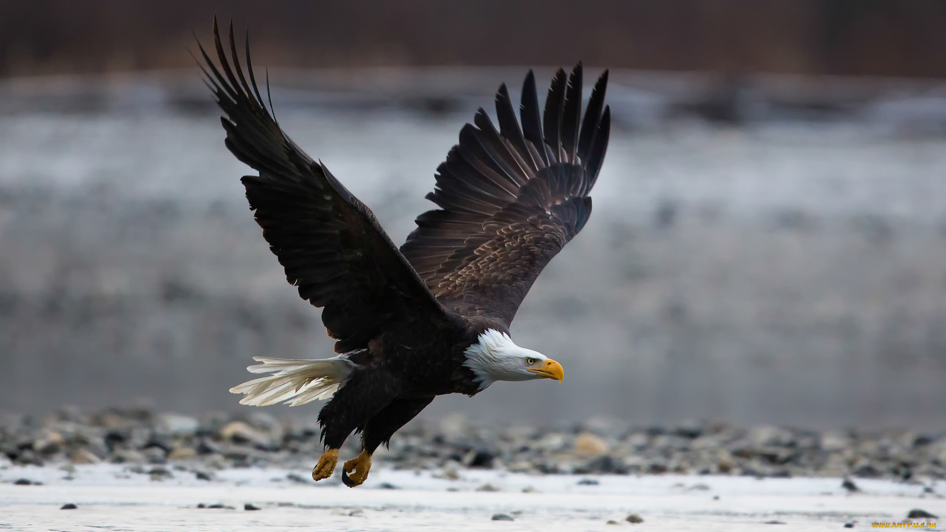 животные, птицы, -, хищники, птица, полёт, орёл, хищник