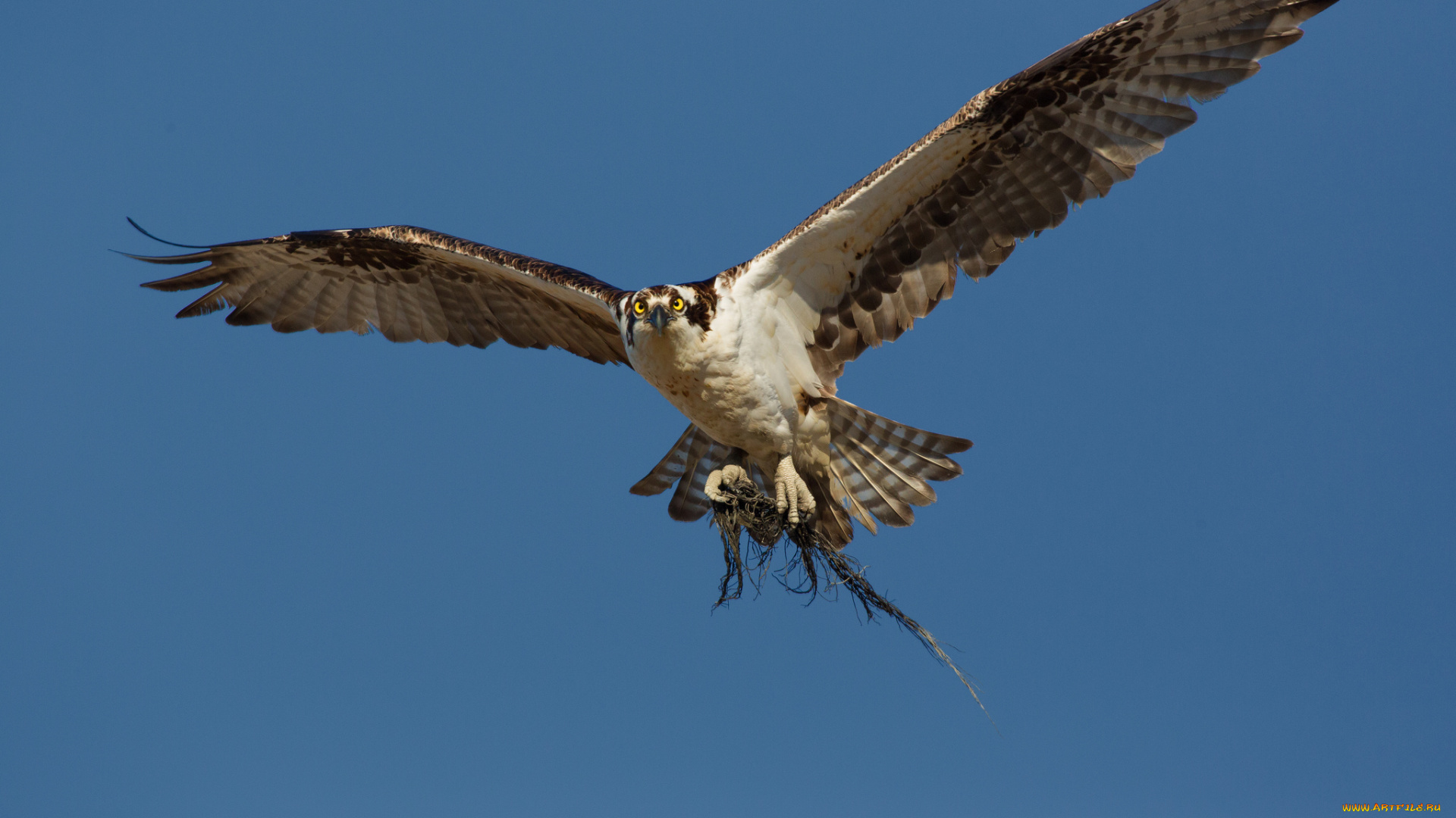 животные, птицы, -, хищники, сокол, хищник, птица, небо, корни, полёт
