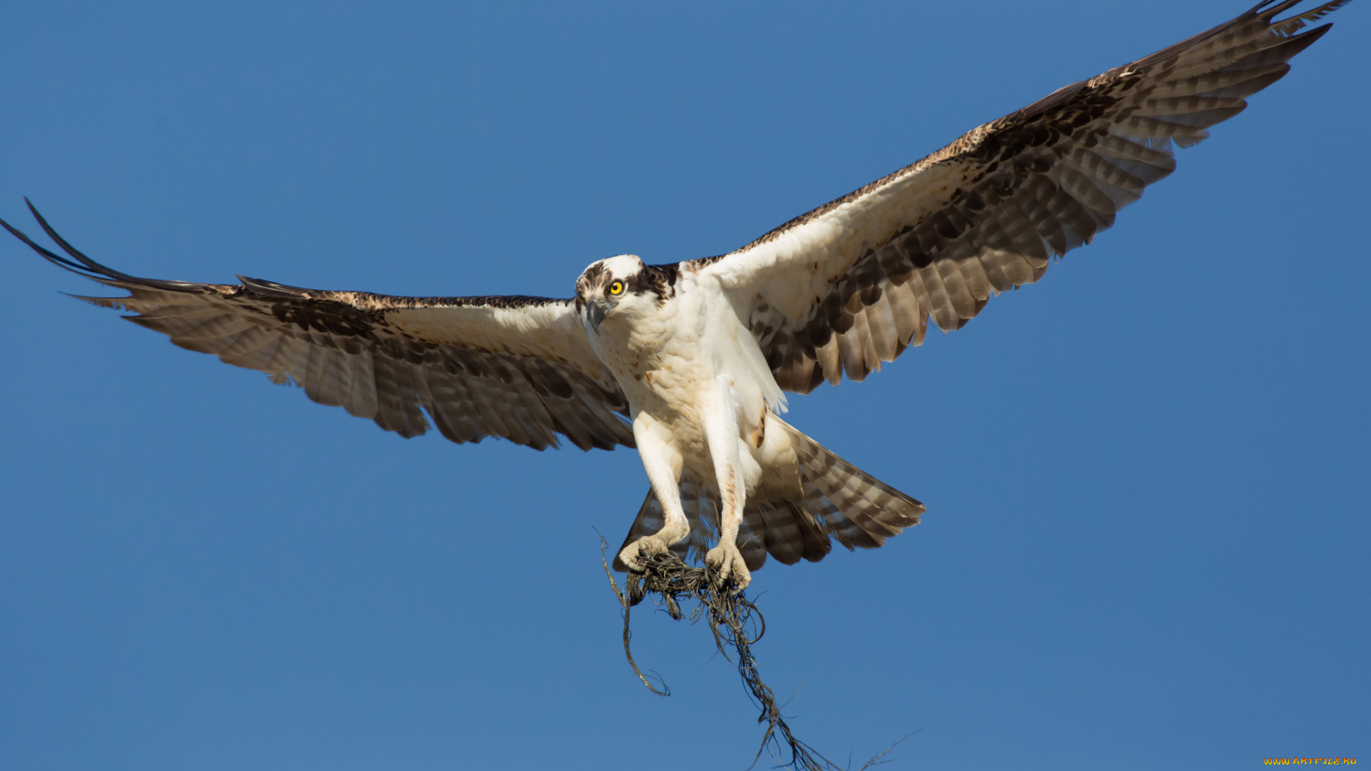 животные, птицы, -, хищники, сокол, хищник, птица, небо, корни, полёт