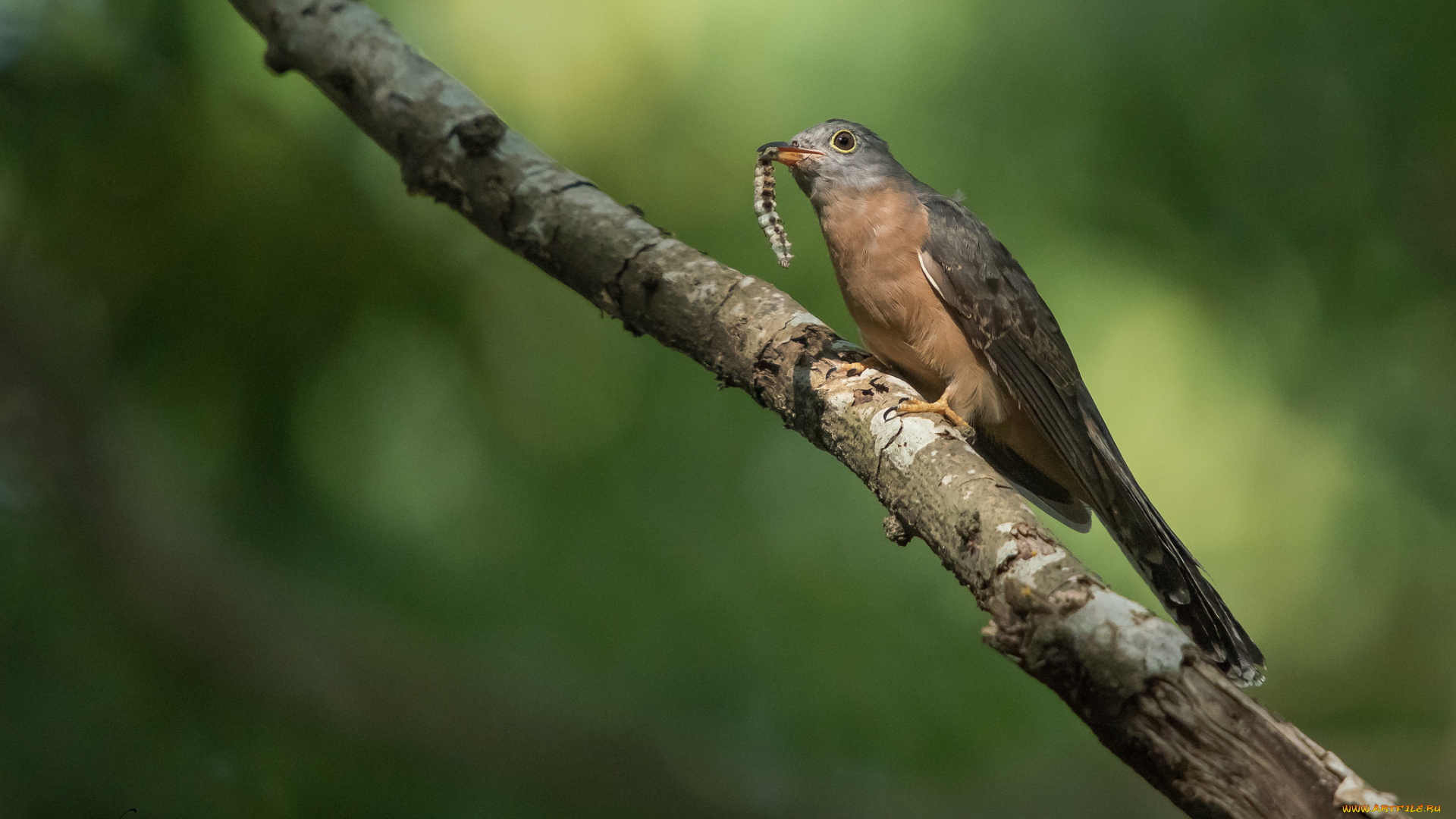 животные, птицы, фон, ветка, птица, гусеница, еда